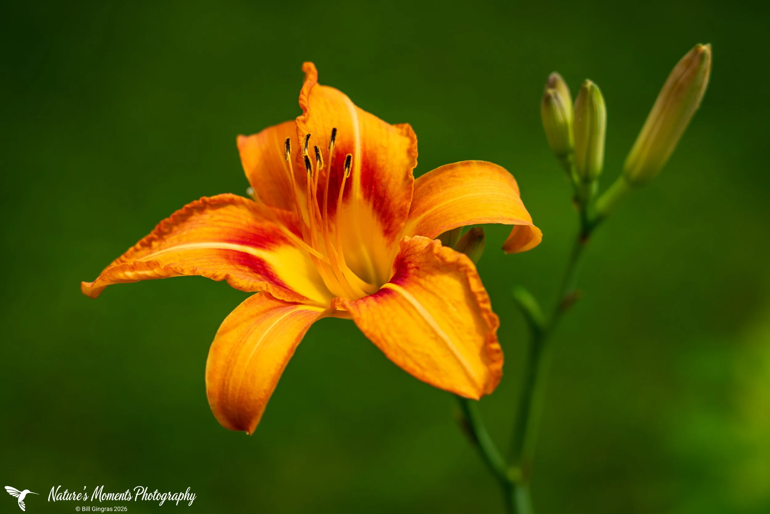 2026-07-04 Landscapes Flowers OP ME-1.jpg