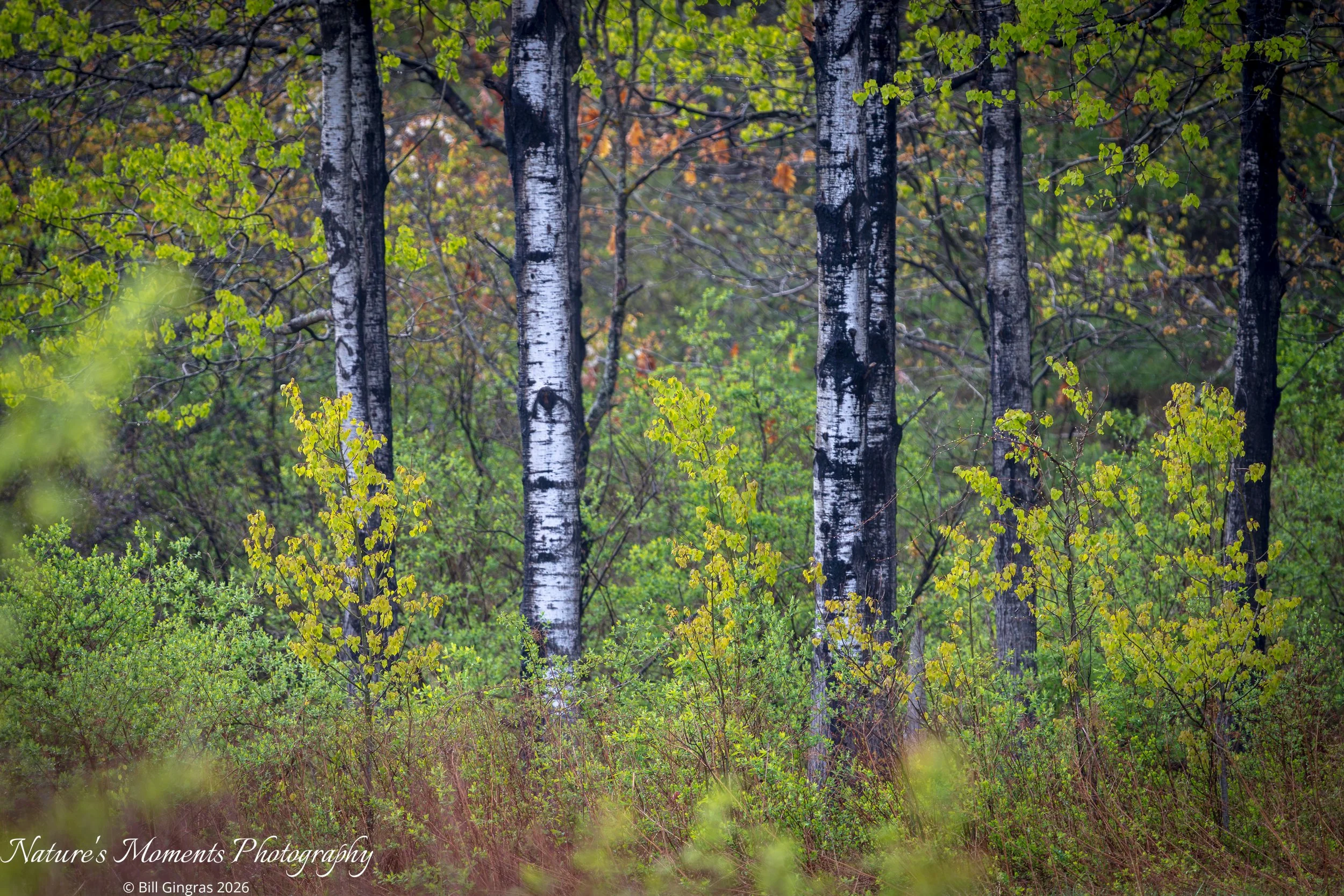 2026-05-14 Landscapes Woodland Scarborough Marsh ME-1.jpg