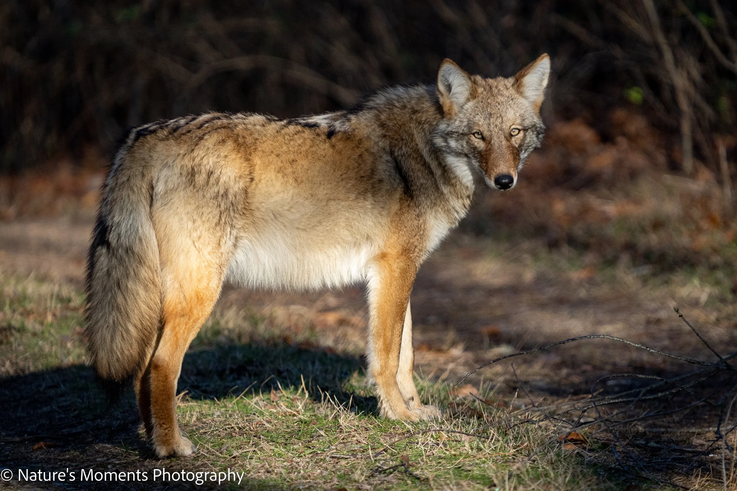 2022-12-21-Coyote-1.jpg
