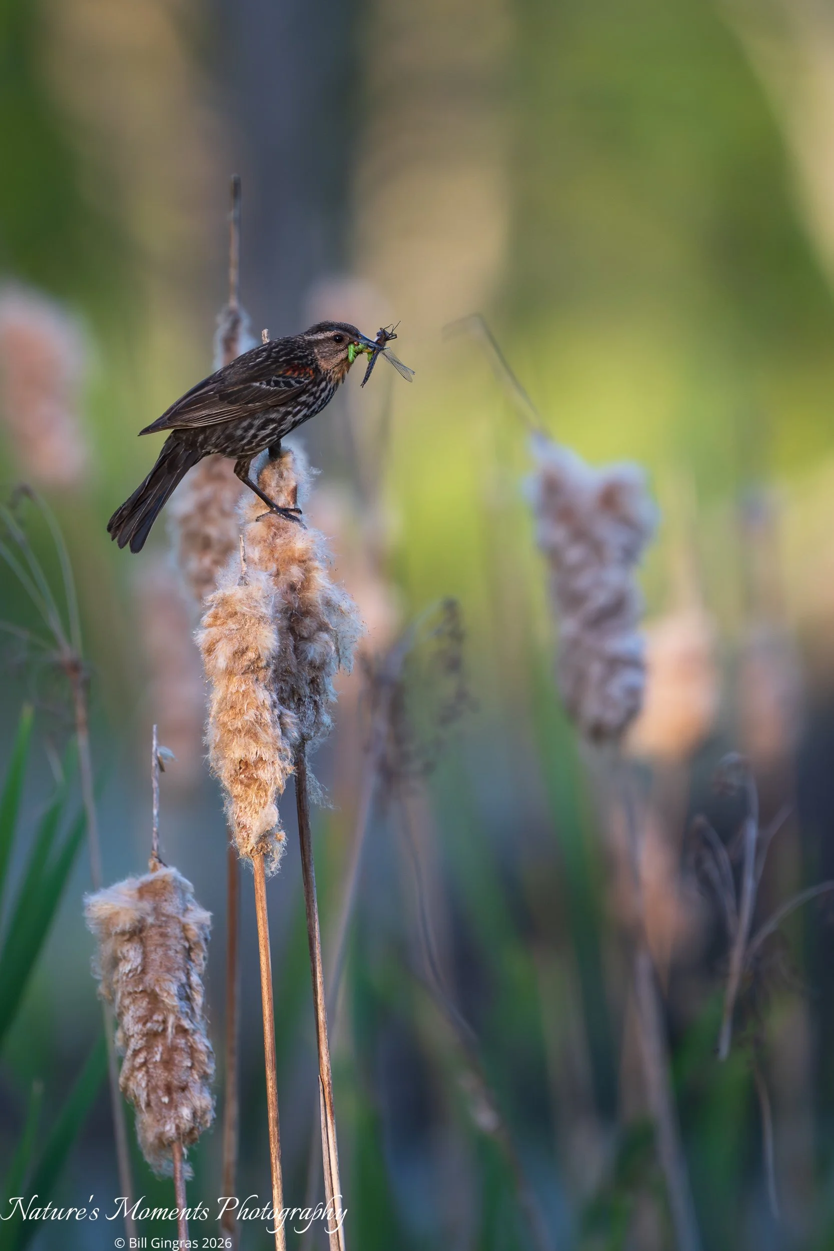 2026-06-04 Birds Songbirds Female Red-Winged Black Bird MA-1.jpg