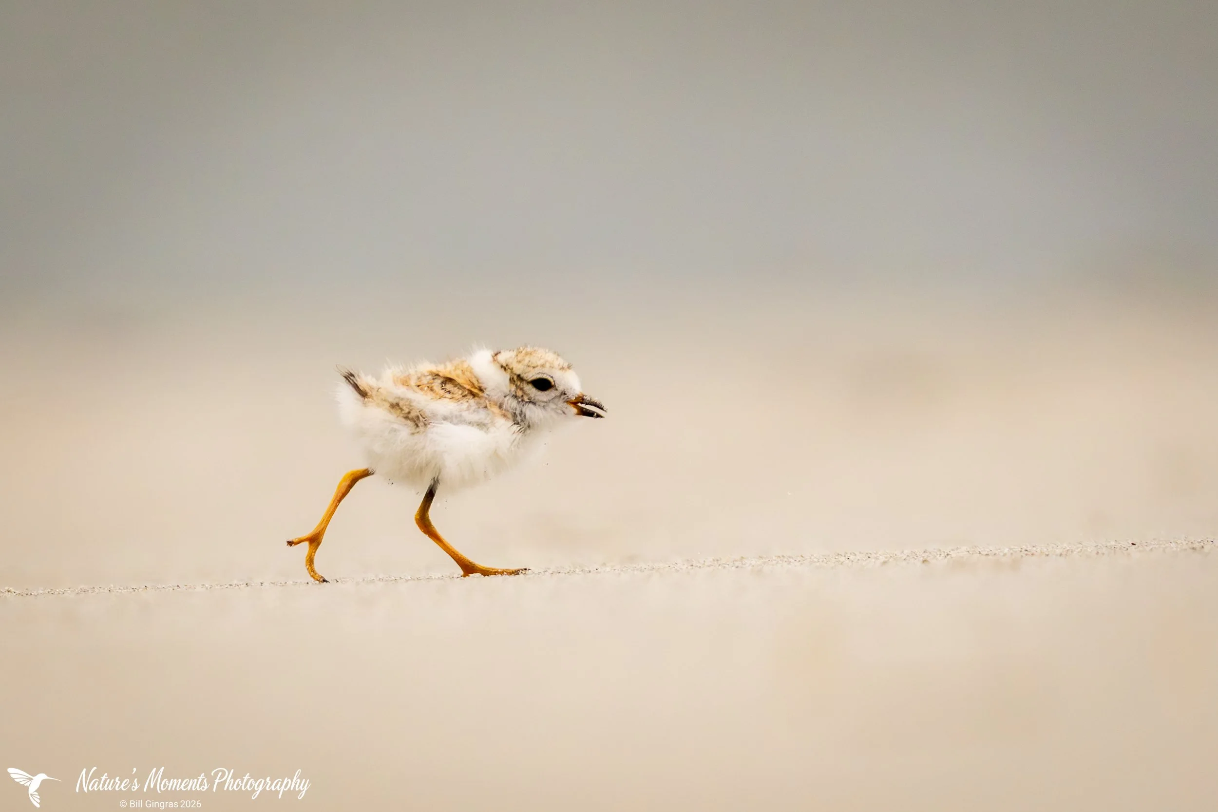 2026-06-18 Birds Shorebirds Piping Plover Chick ME-1.jpg