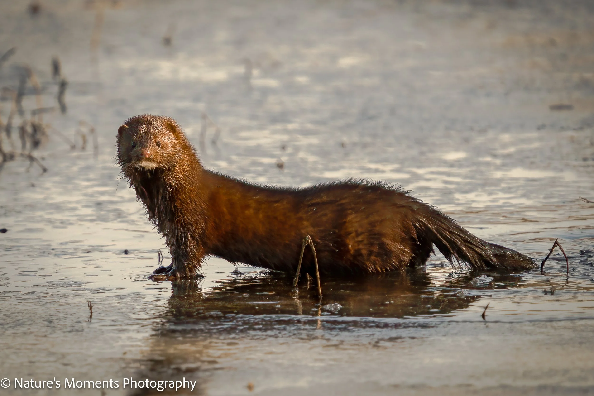 2024-02-26 Animals Mink-1.jpg