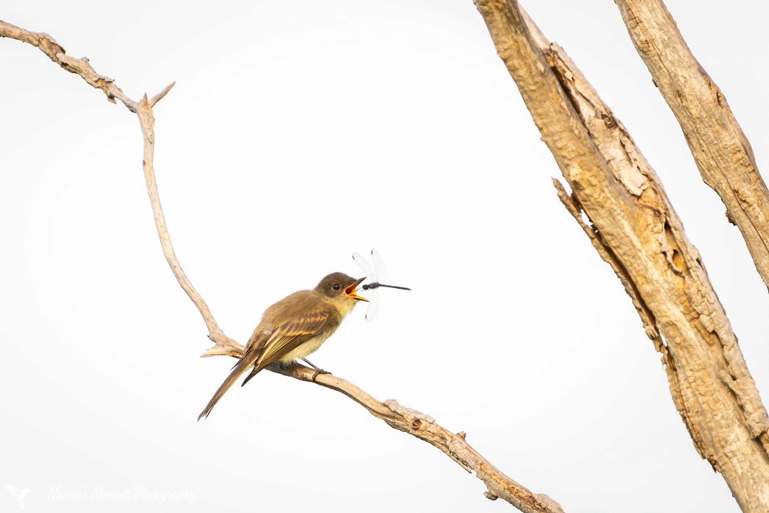 2026-08-09 Birds Fly Catcher Scarborough ME-1.jpg