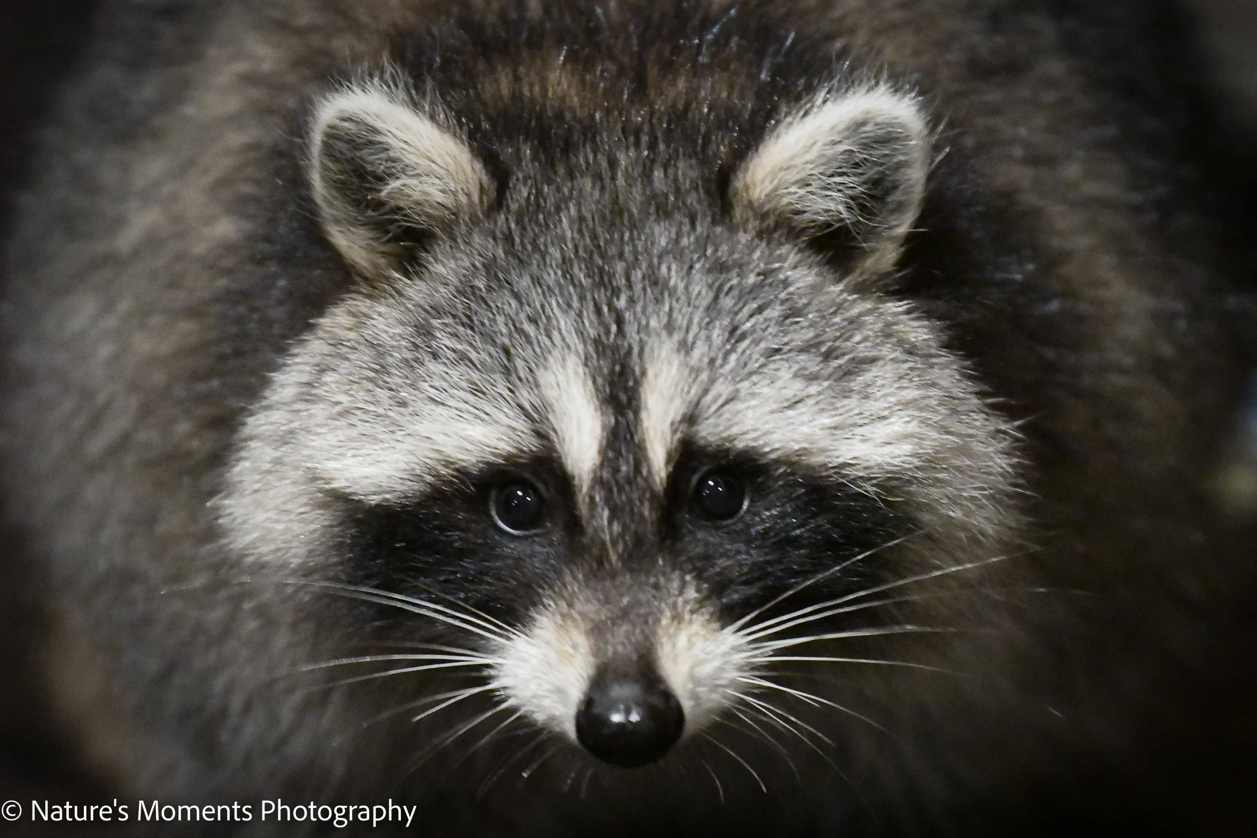 Wildlife-7.jpg