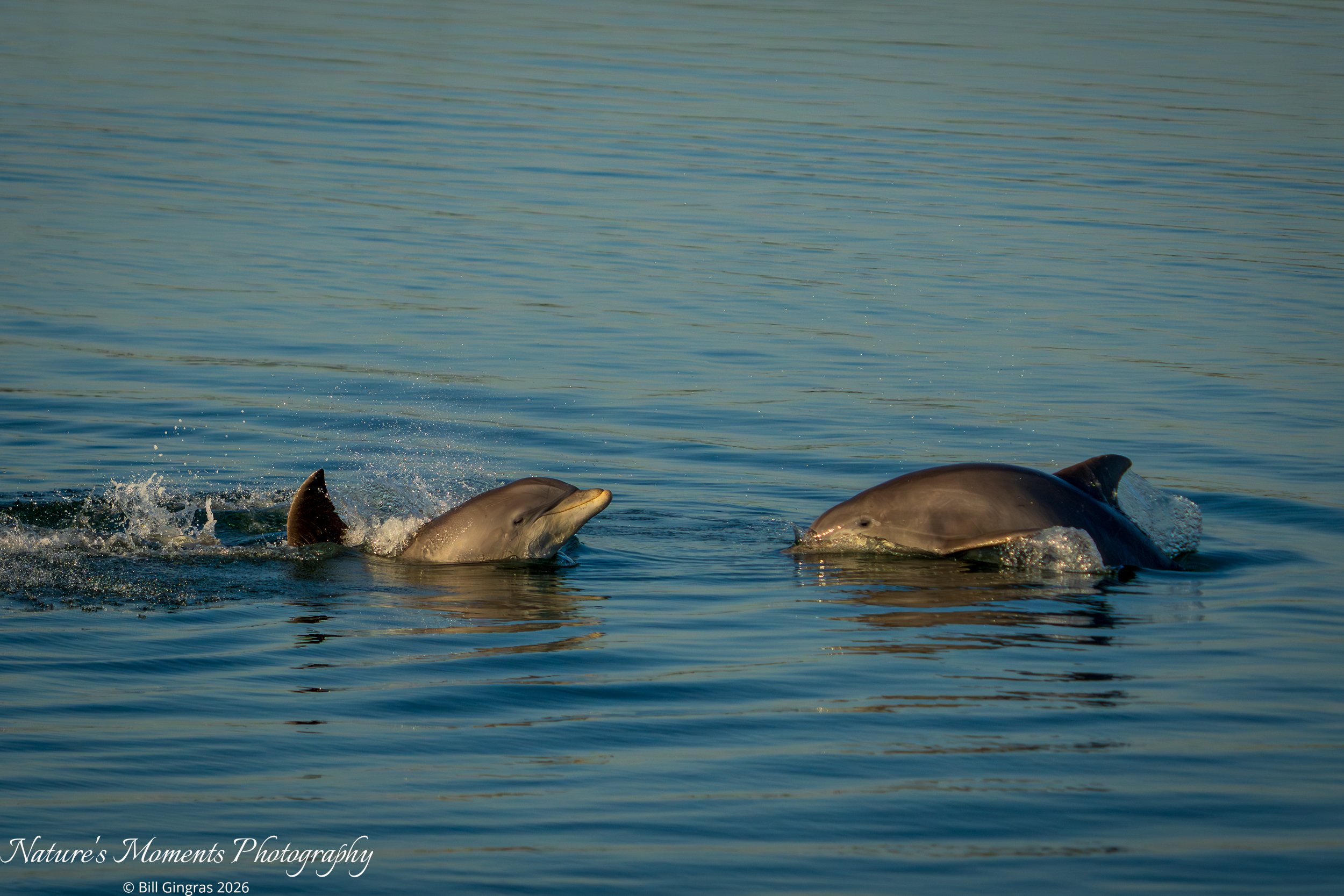 2026-02-09 Wildlife Dolphins NSB FL-1.jpg