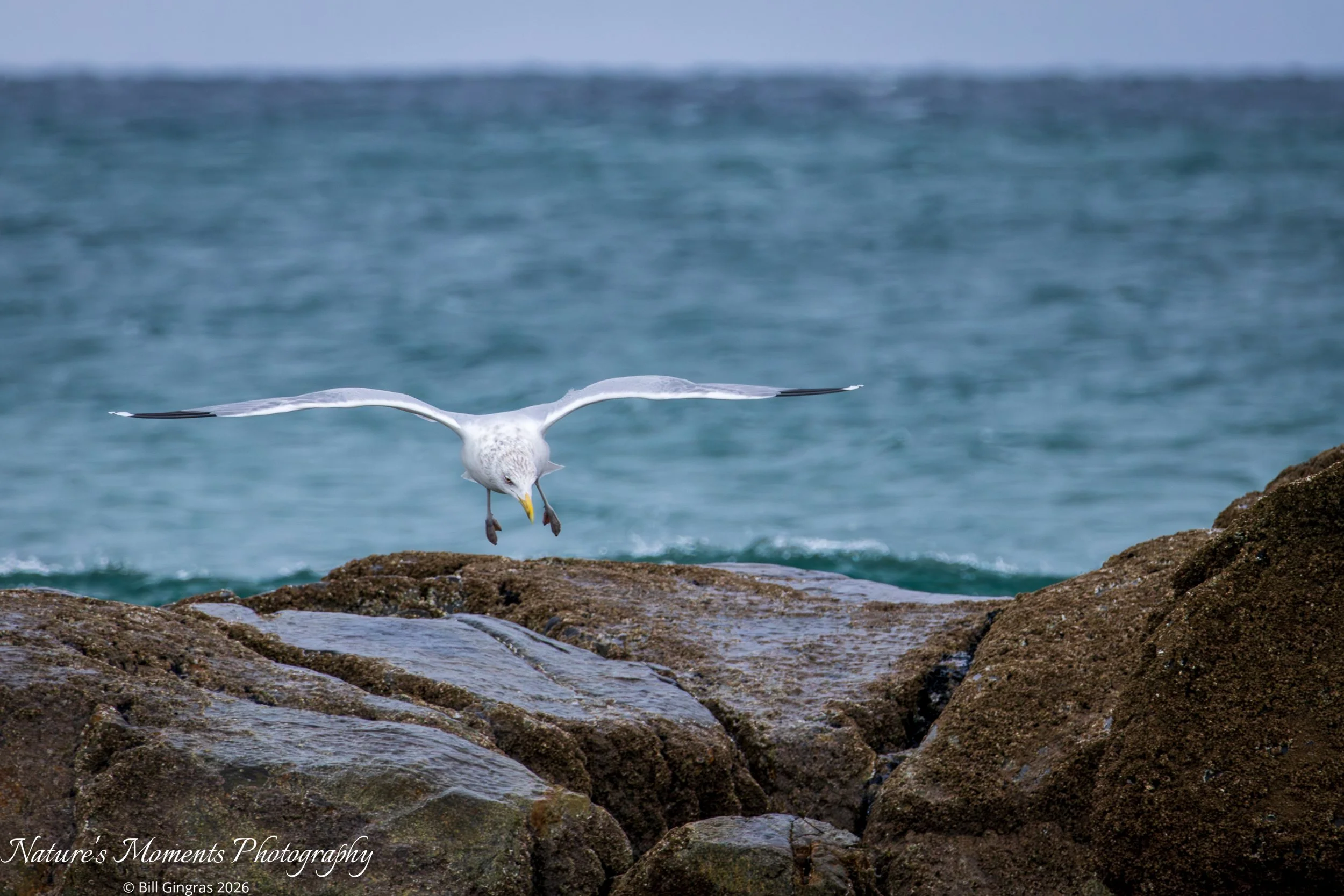 2026-01-01 Birds ShoreBirds Gull Hampton Beach NH-1.jpg