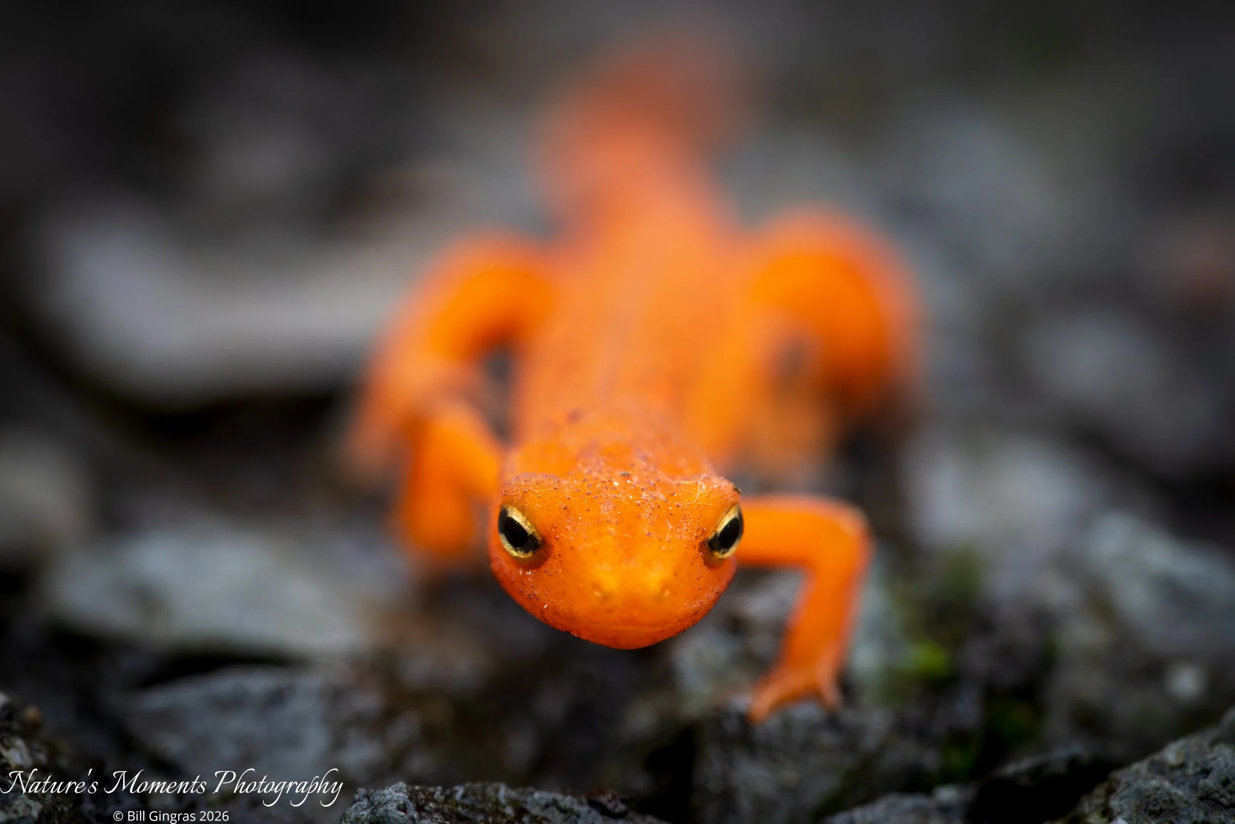 2026-04-17 Wildlife Newt Charlton MA-1.jpg