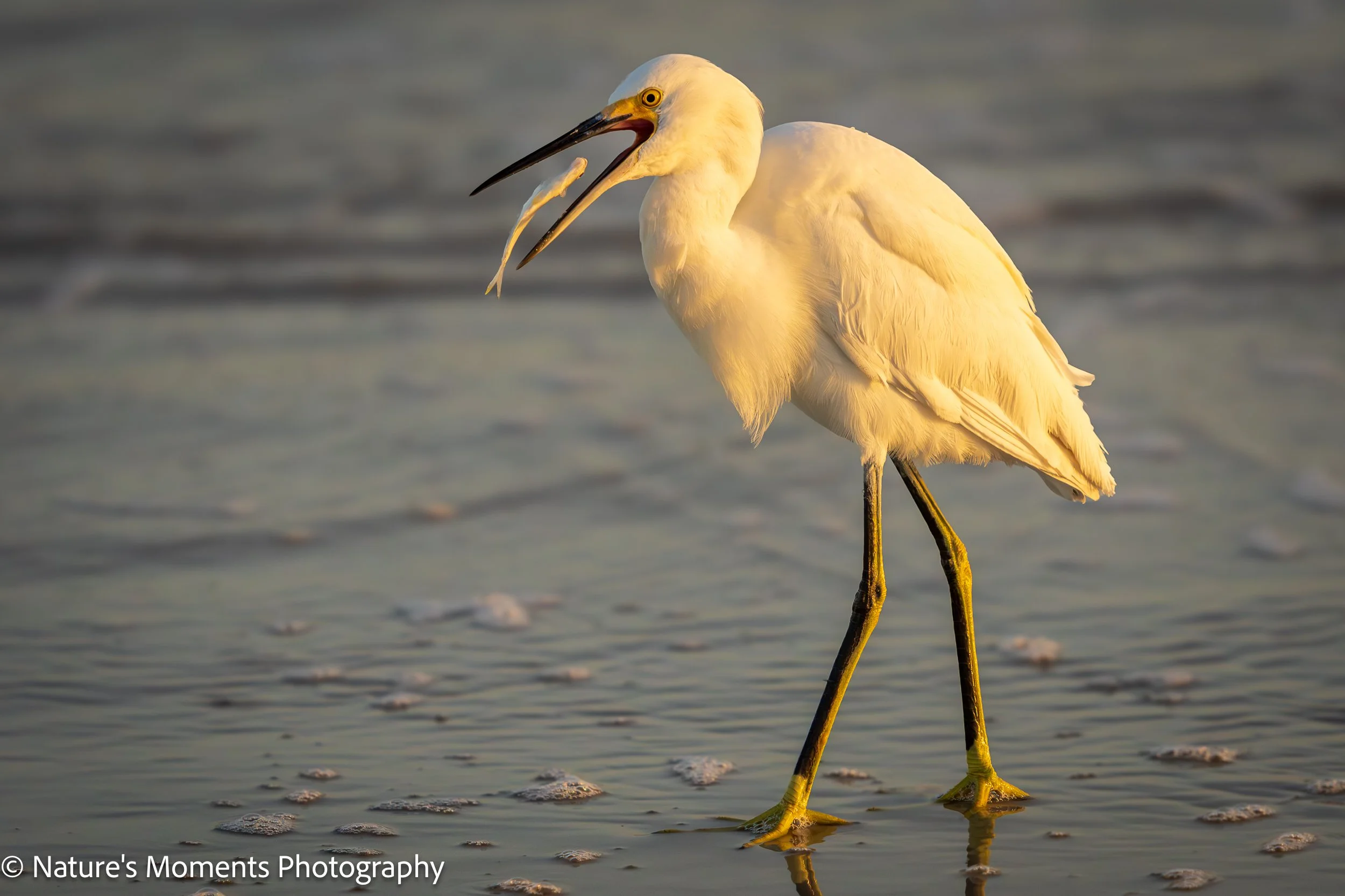 2026-03-05 Birds Wading Birds Snowy Egret NSB FL-1.jpg