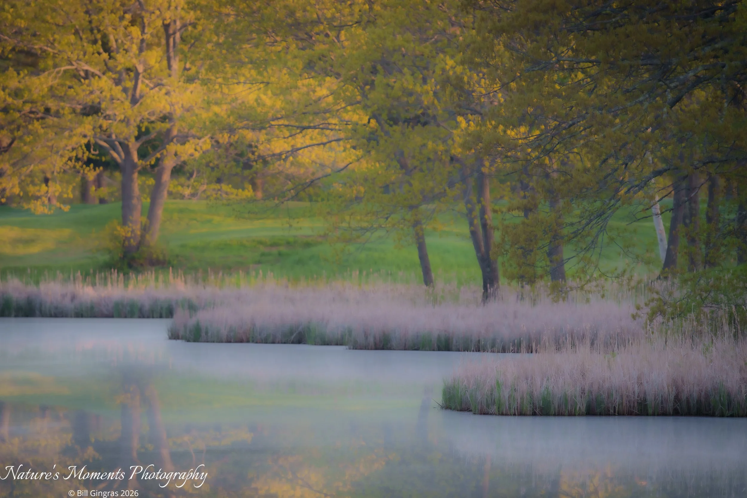 2026-05-18 Landscapes The Marsh ME-1.jpg