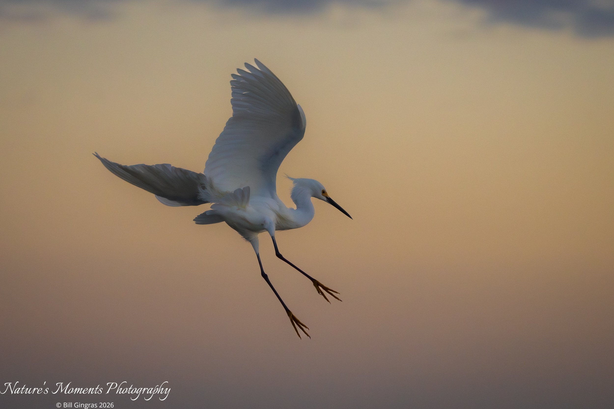2026-03-14 Birds Wading Birds SNowy Egret NSB Dunes FL-1.jpg