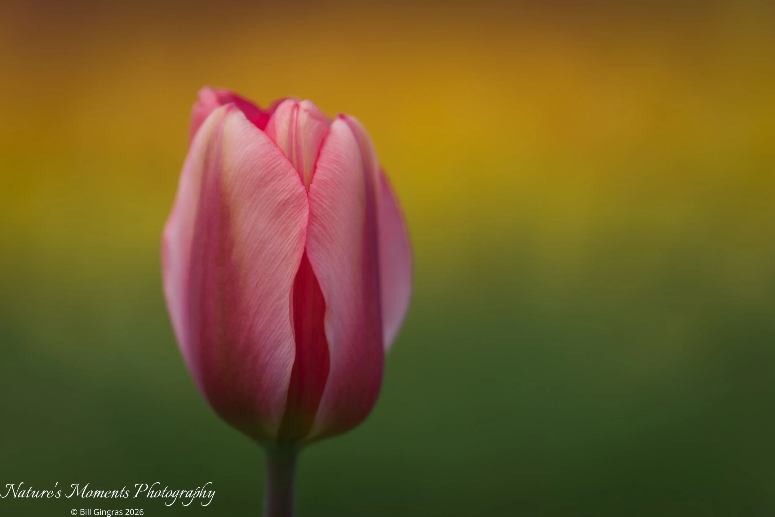 2026-04-21 Landscapes Wicked Tulip CT-10.jpg