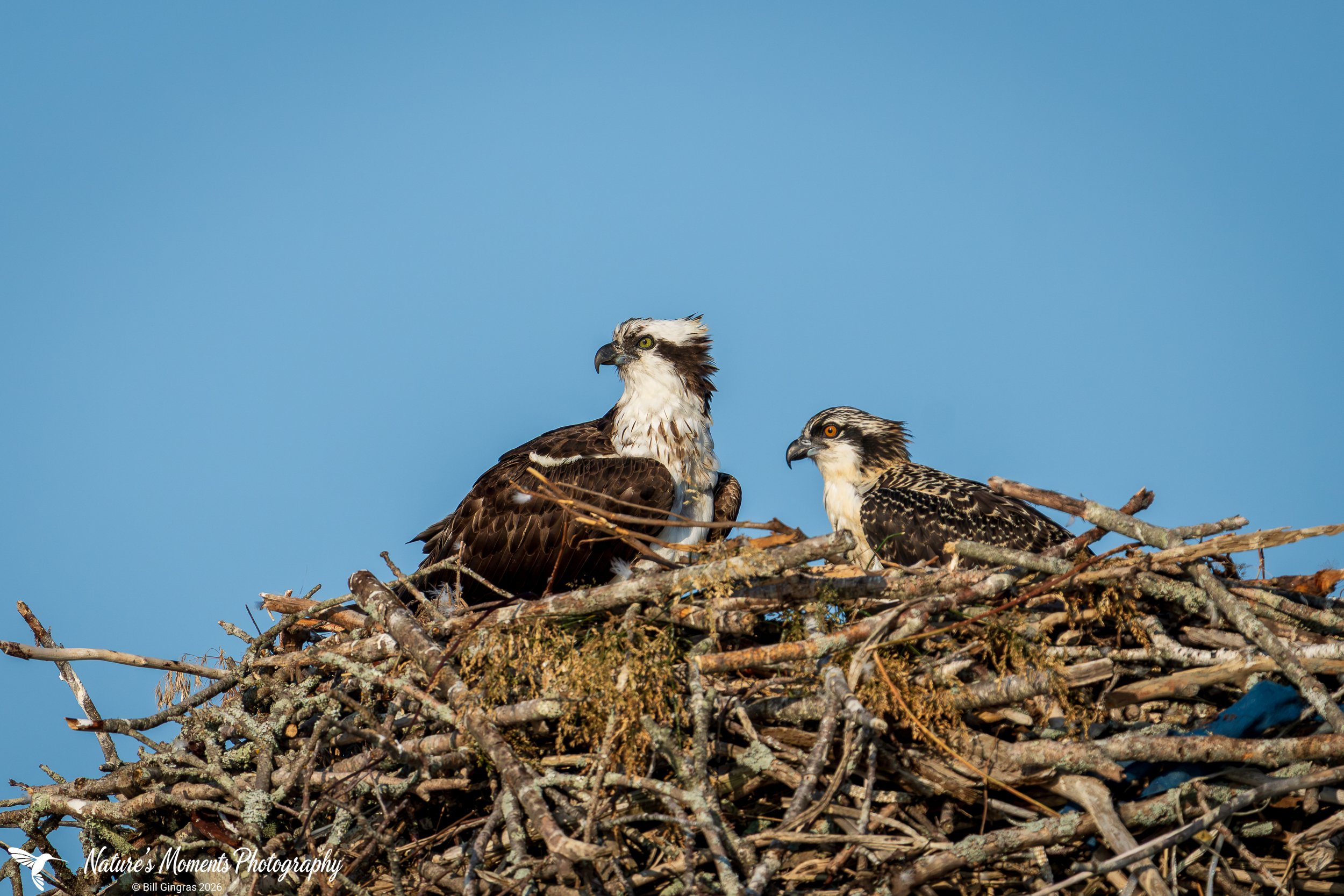 2026-07-23 Landscapes Birds of Prey Osprey Sping Point Ledge ME-1.jpg