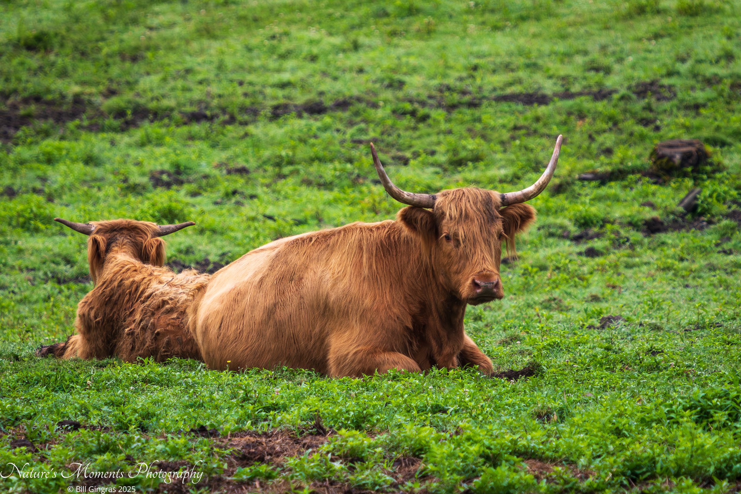 2025-06-29 Wildlife Long Horns Biddeford ME-1.jpg