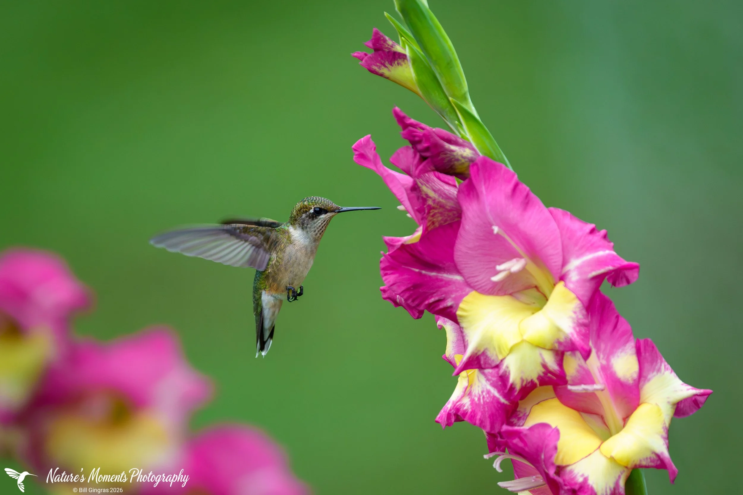 2026-08-18 Birds Songbirds Hummingbird and Flower Community Garden OOB ME-1.jpg