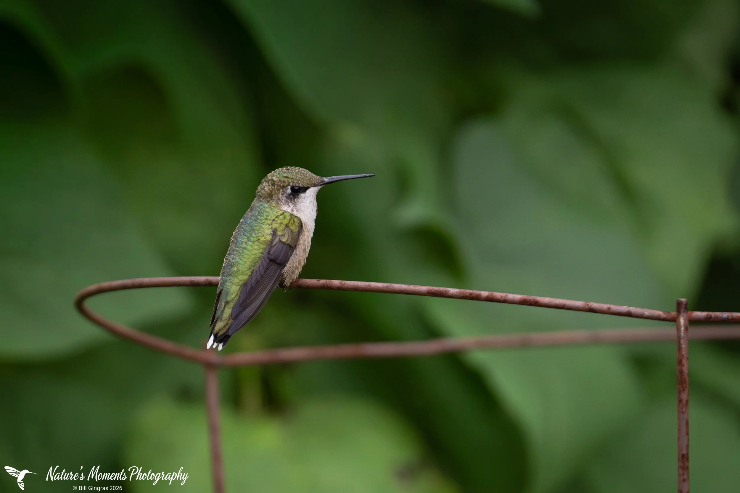2026-08-18 Landscapes Hummingbird Community Garden OOB ME-1.jpg