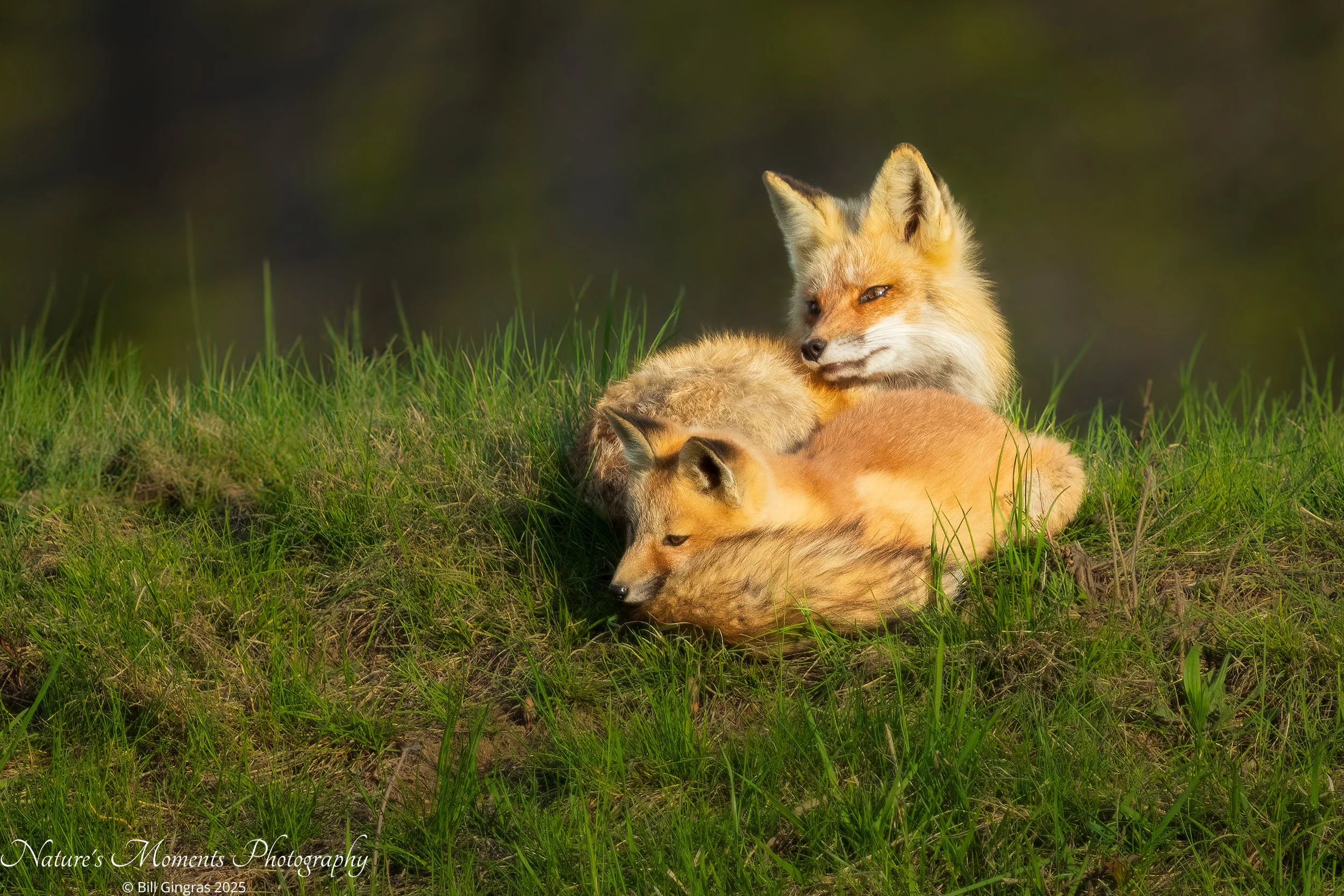 2025-04-29 Wildlife Foxes South Portloand ME-1.jpg