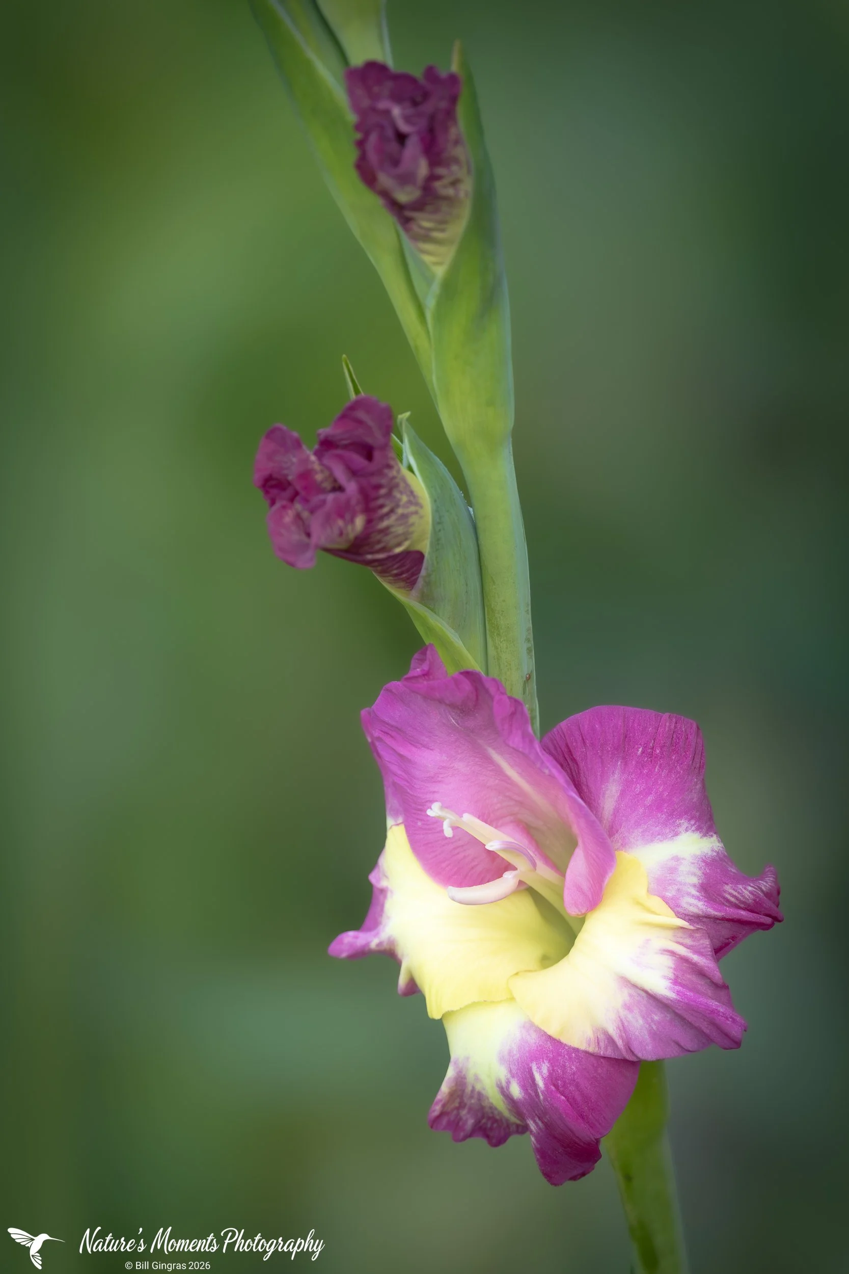 2026-08-07 Landscapes Flower Community Garden OOB ME-1.jpg