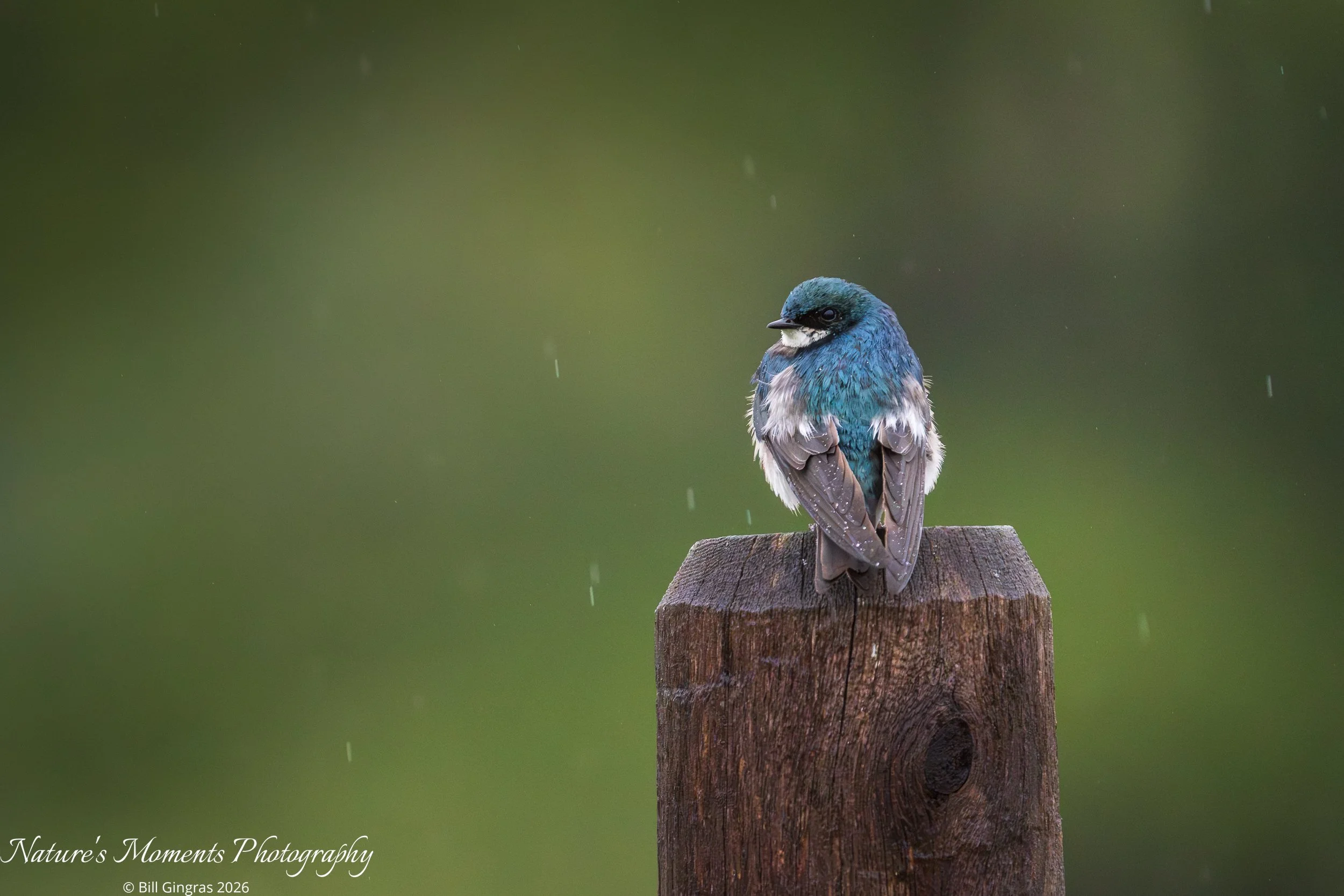 2026-05-25 Birds Songbirds Tree Swallow Scarbarough ME-1.jpg