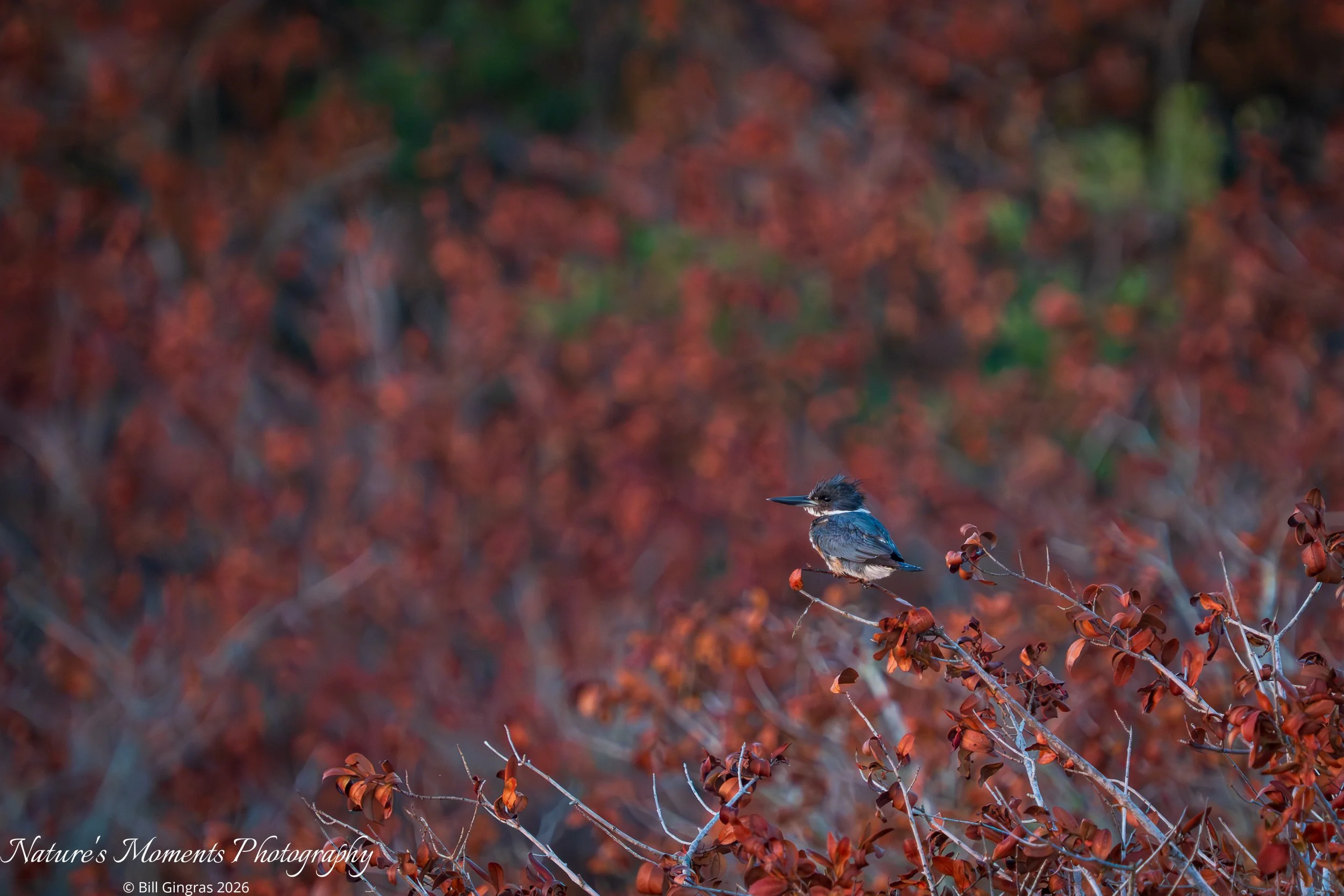 2026-02-22 Birds King Fisher Black Point WIldlife Drive FL -1.jpg
