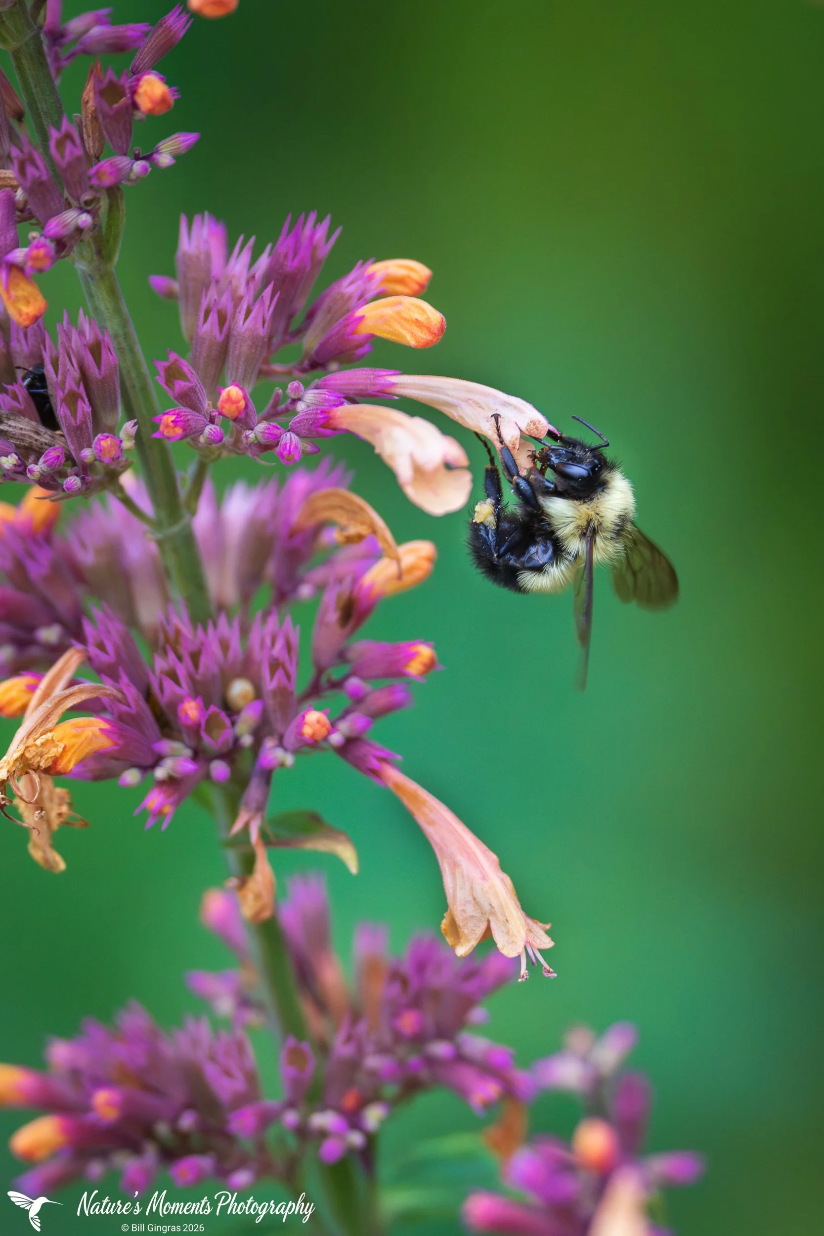 2026-08-17 Landscapes Bugs Bee on Flower Community Garden OOB -1.jpg