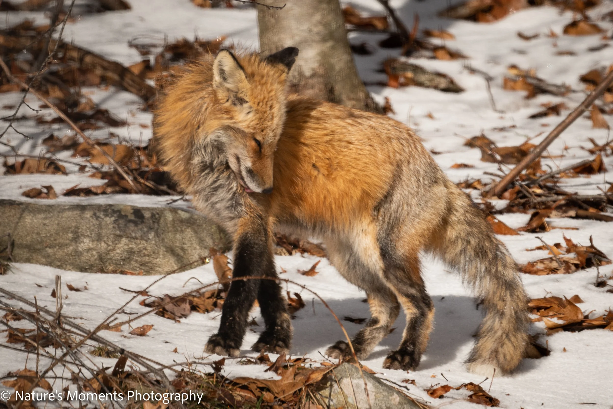 Wildlife-109.jpg