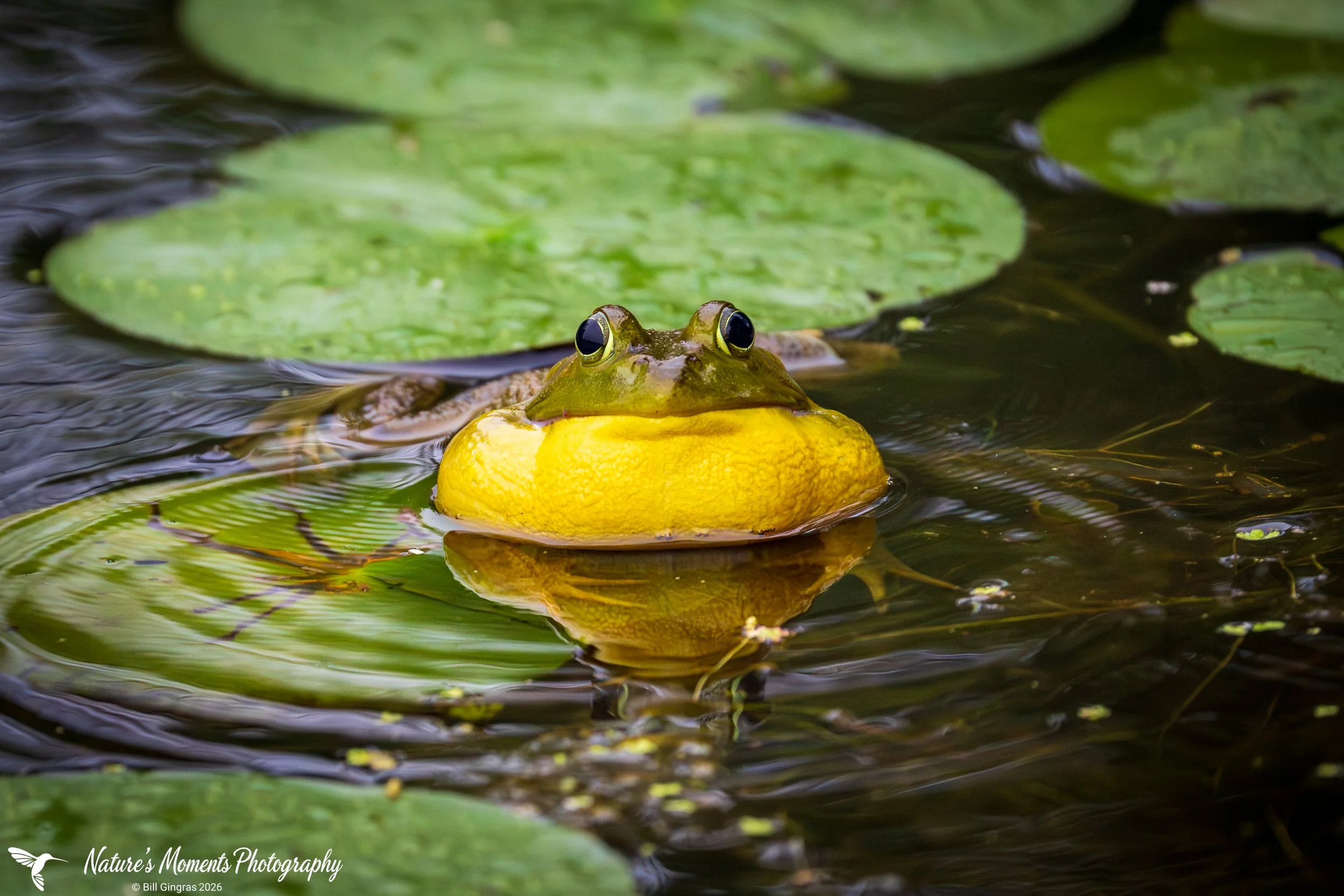 2026-06-26 WIldlife Bullfrog ME-1.jpg