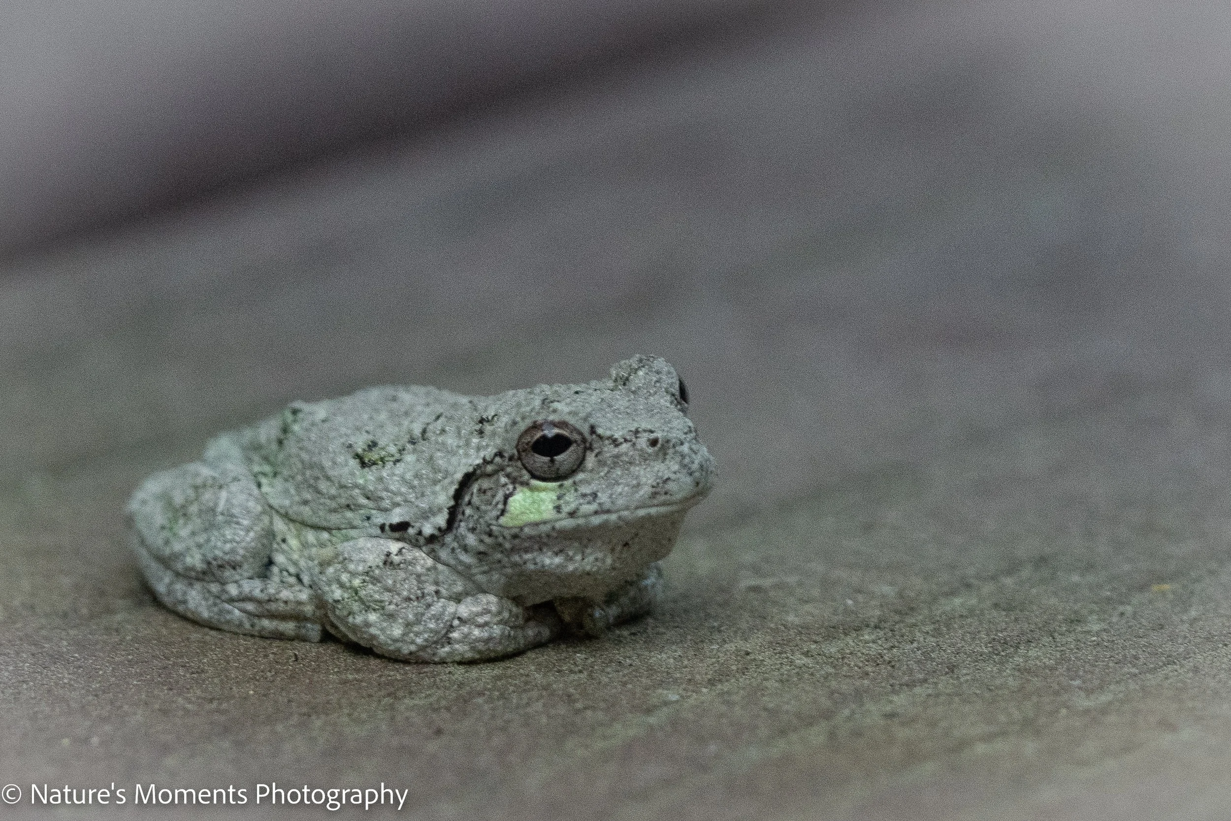 Wildlife-2.jpg