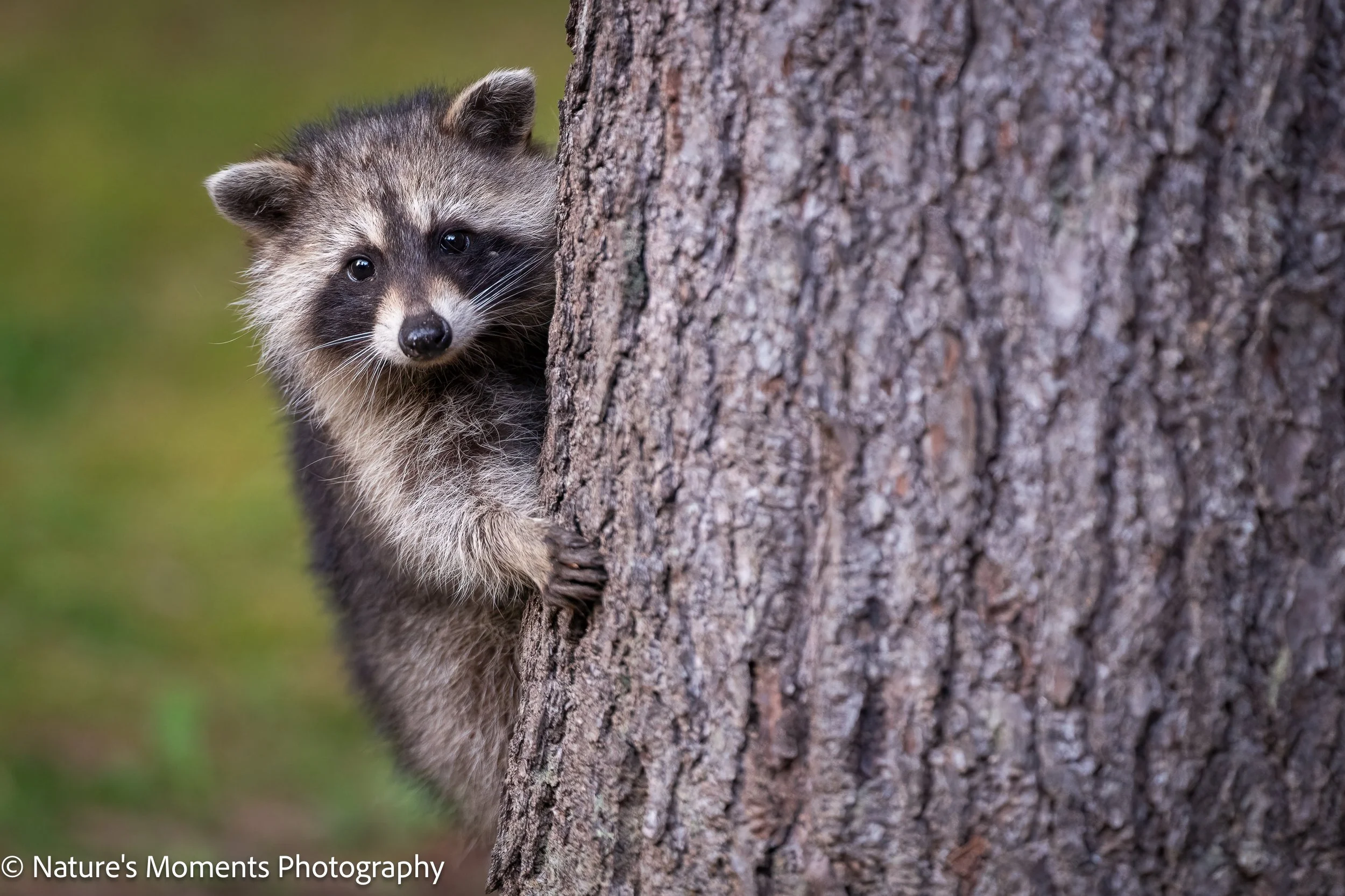 2023-08-09 Wildlife Raccoon H-1.jpg