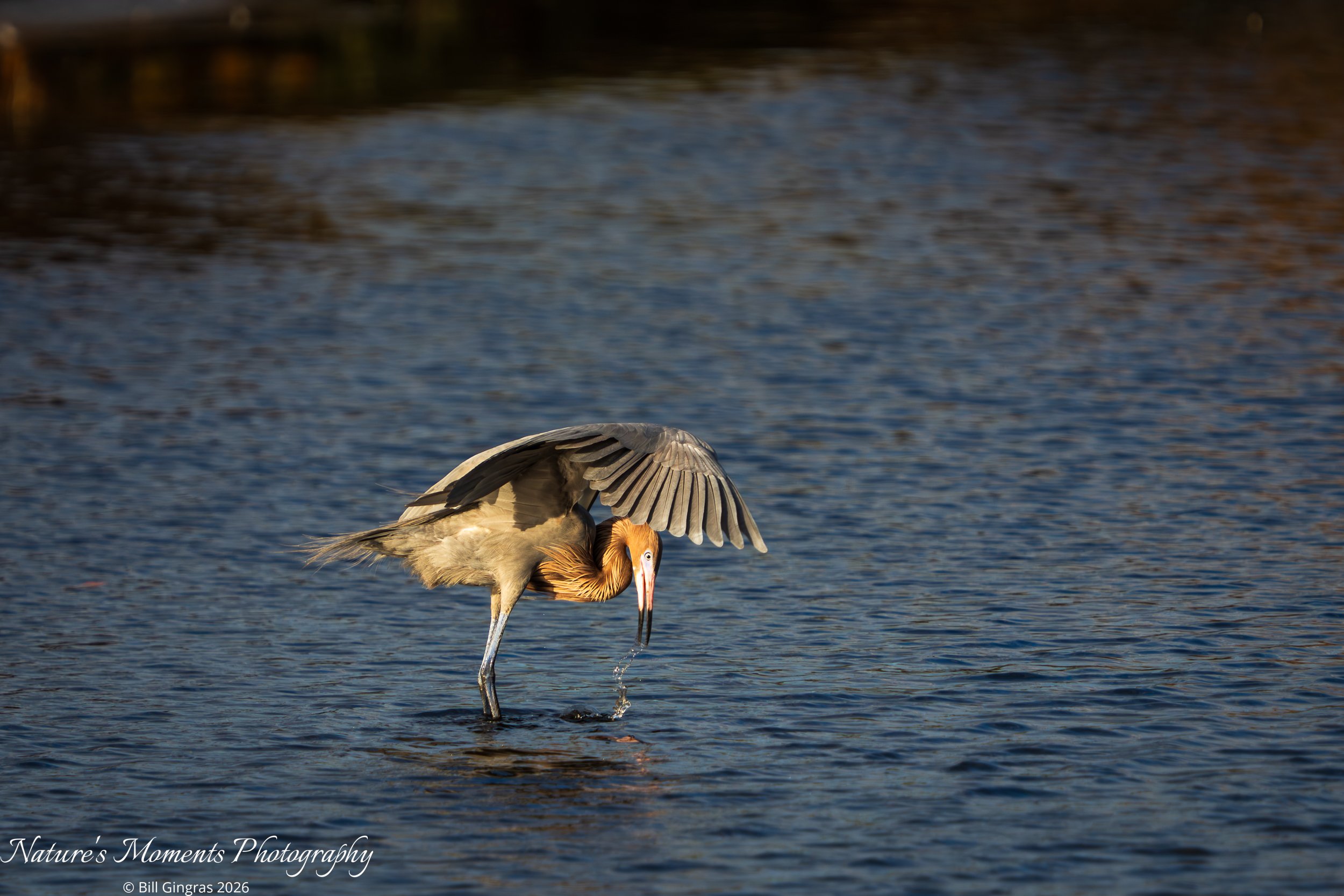 2026-02-05 Birds Wading Birds Reddish Egret-1.jpg