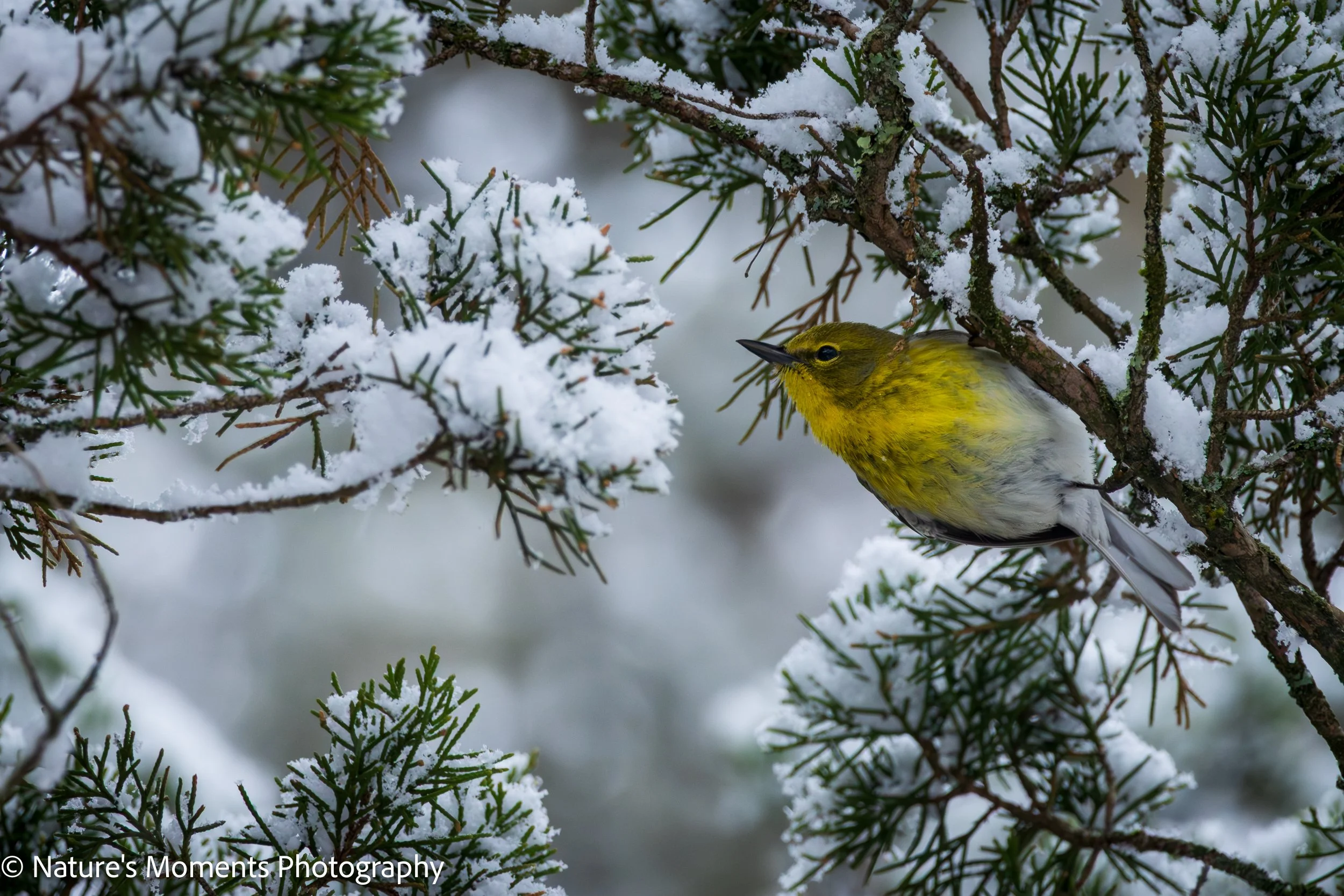 2026-04-07 Birds Songbirds Warbler Greenbrier MA-1.jpg