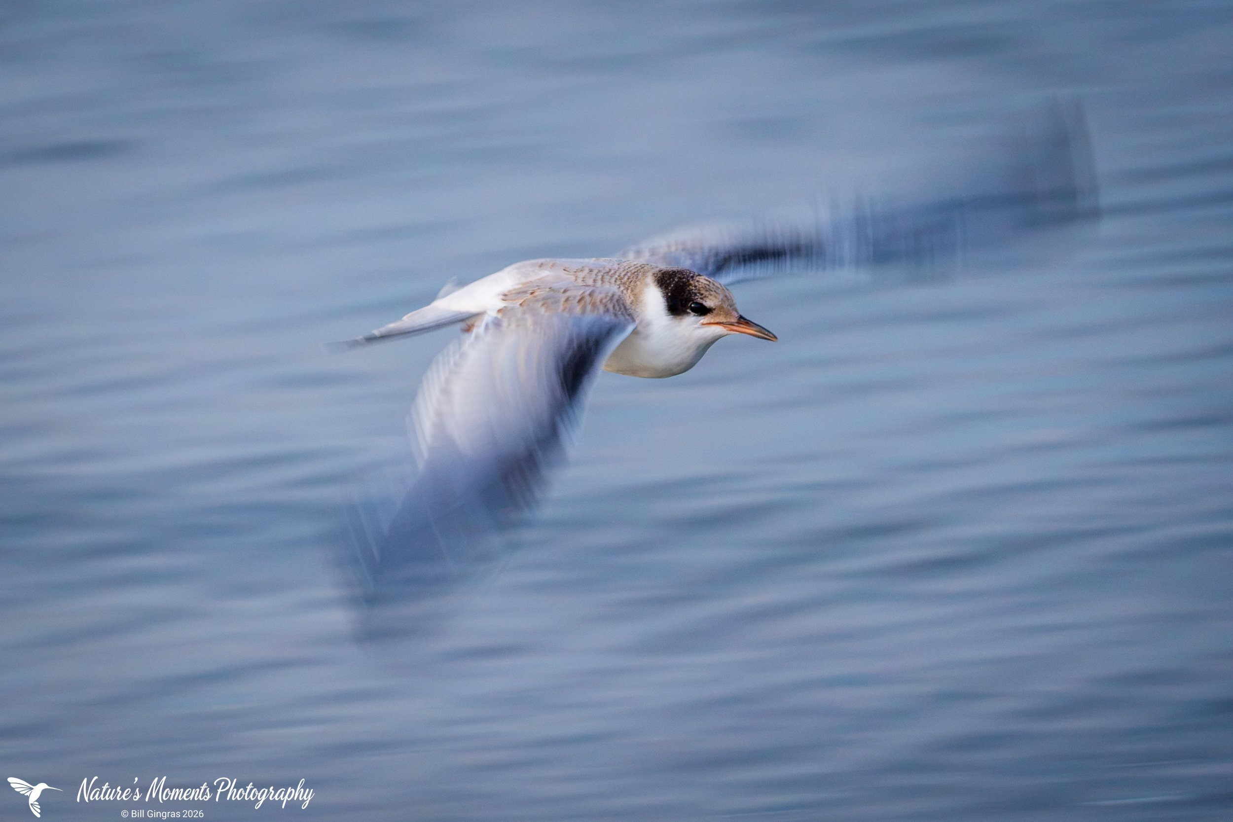 2026-07-27 Birds Shorebirds Tern York County-1.jpg
