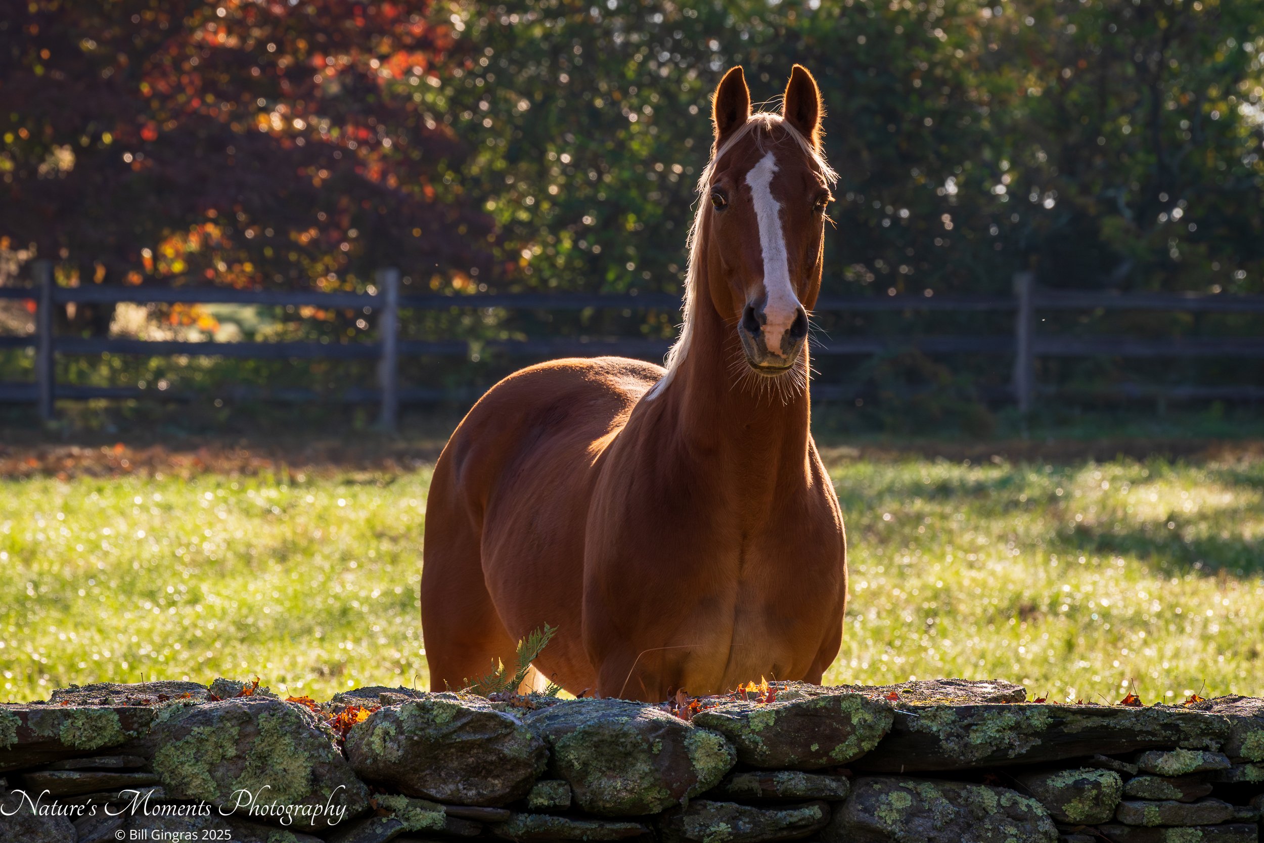 2025-10-04 Wildlife Horse Pomfret CT-1.jpg