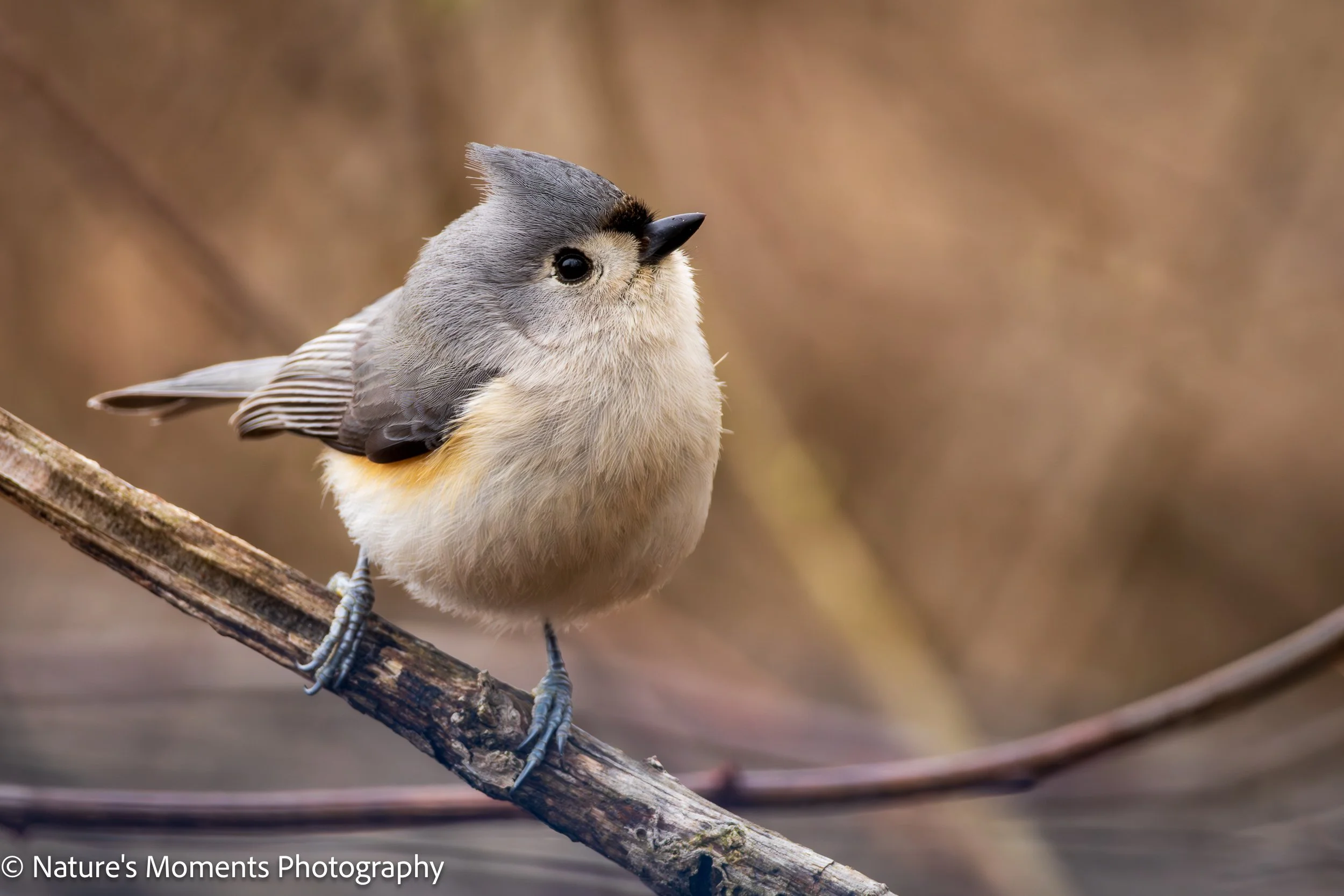 2026-04-02 Birds Songbirds Titmouse Oxford MA-1.jpg