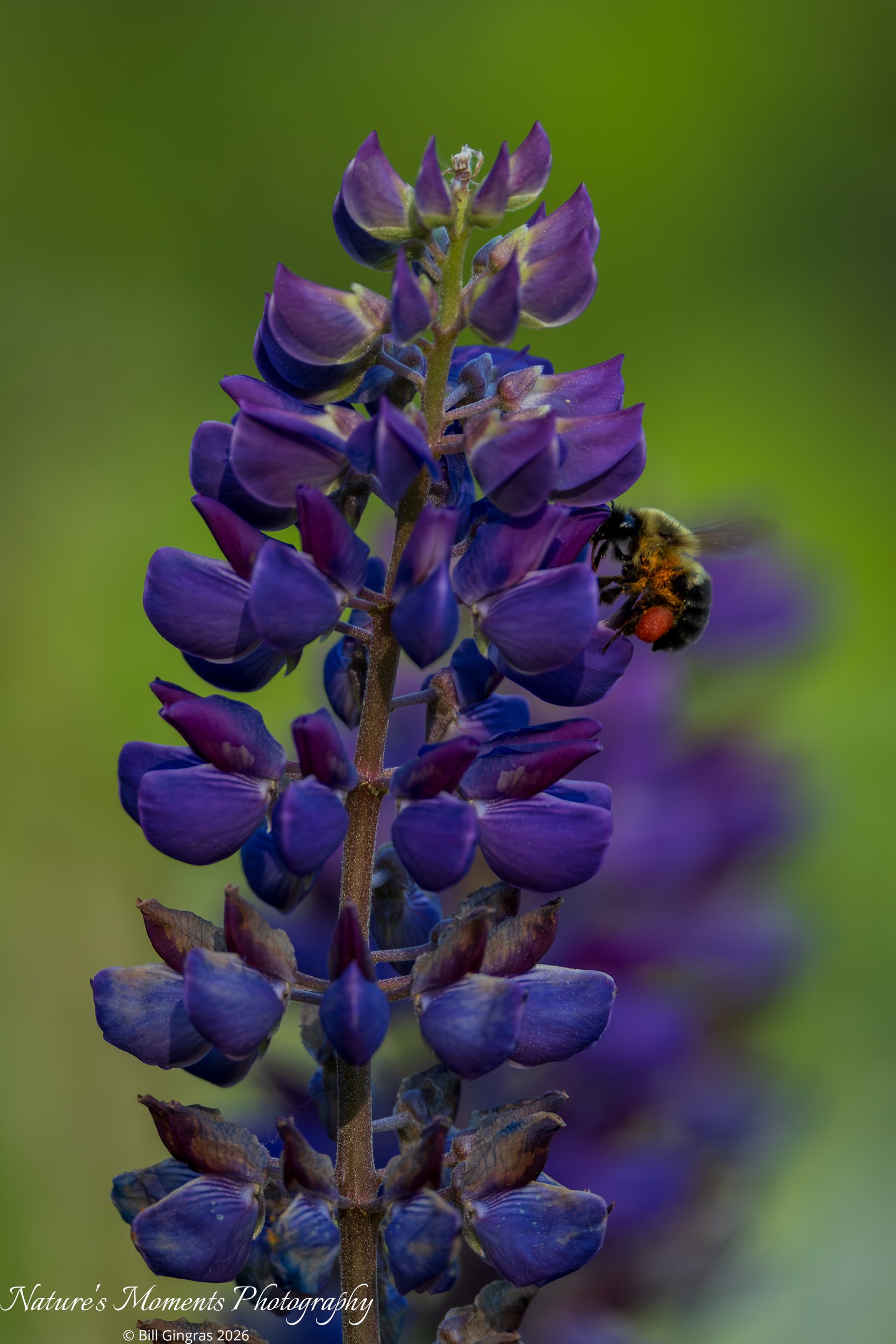 2026-06-04 Landscapes Flowers Lupine with Bee-1.jpg