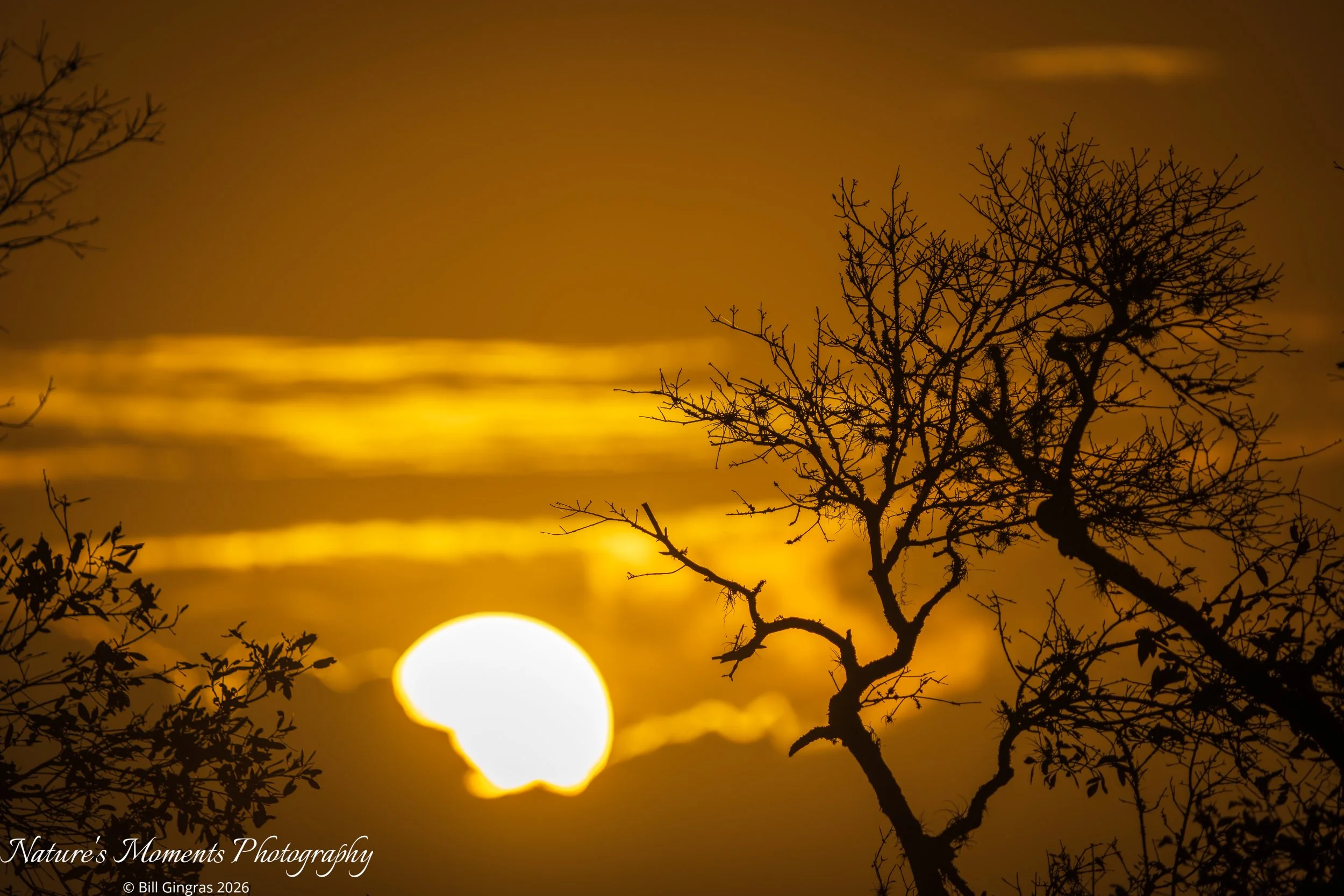 2026-01-26 Landscapes Sunscapes Apopka FL-1.jpg