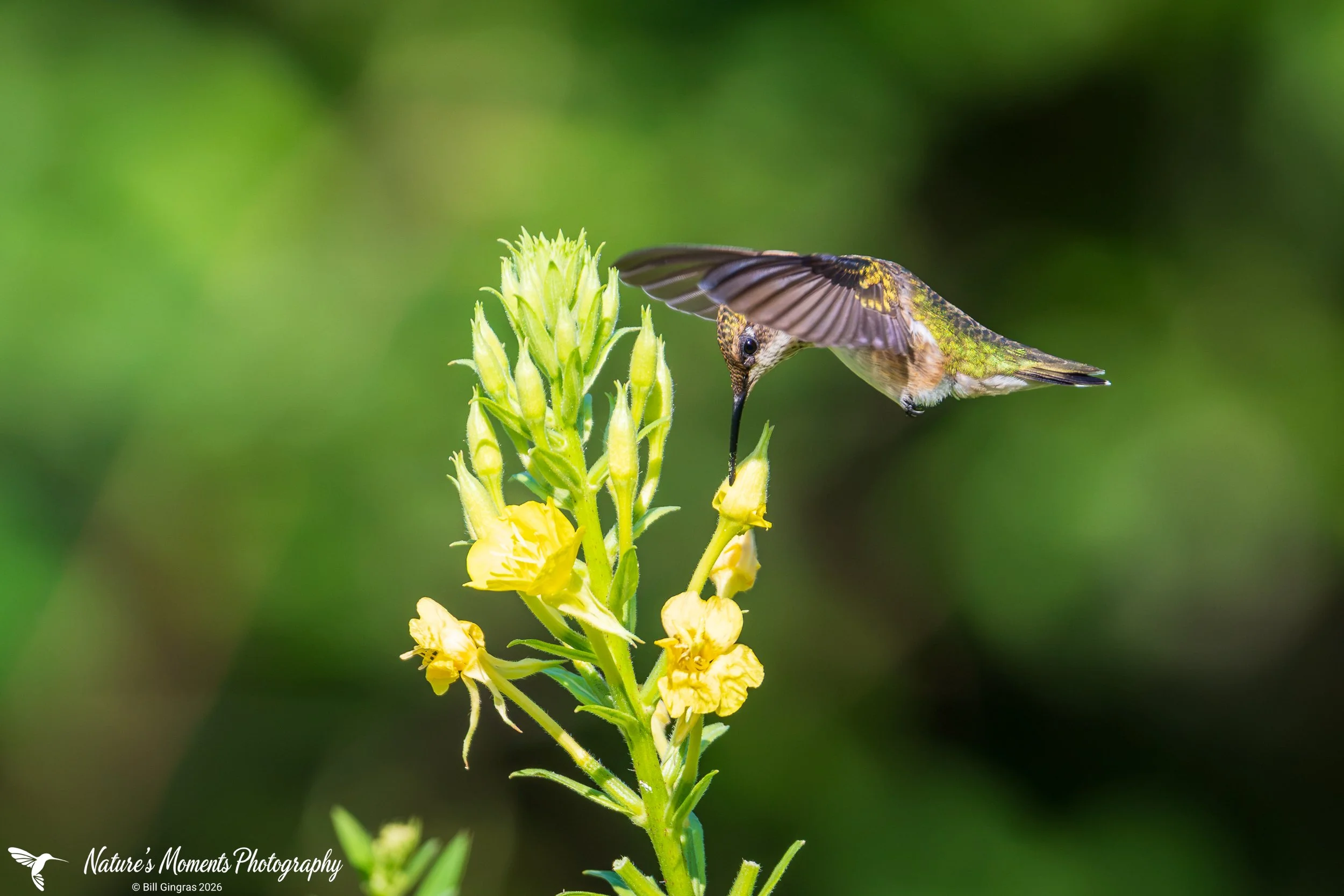 2026-08-16 Landscapes Hummingbird Community Garden OOb ME-1.jpg