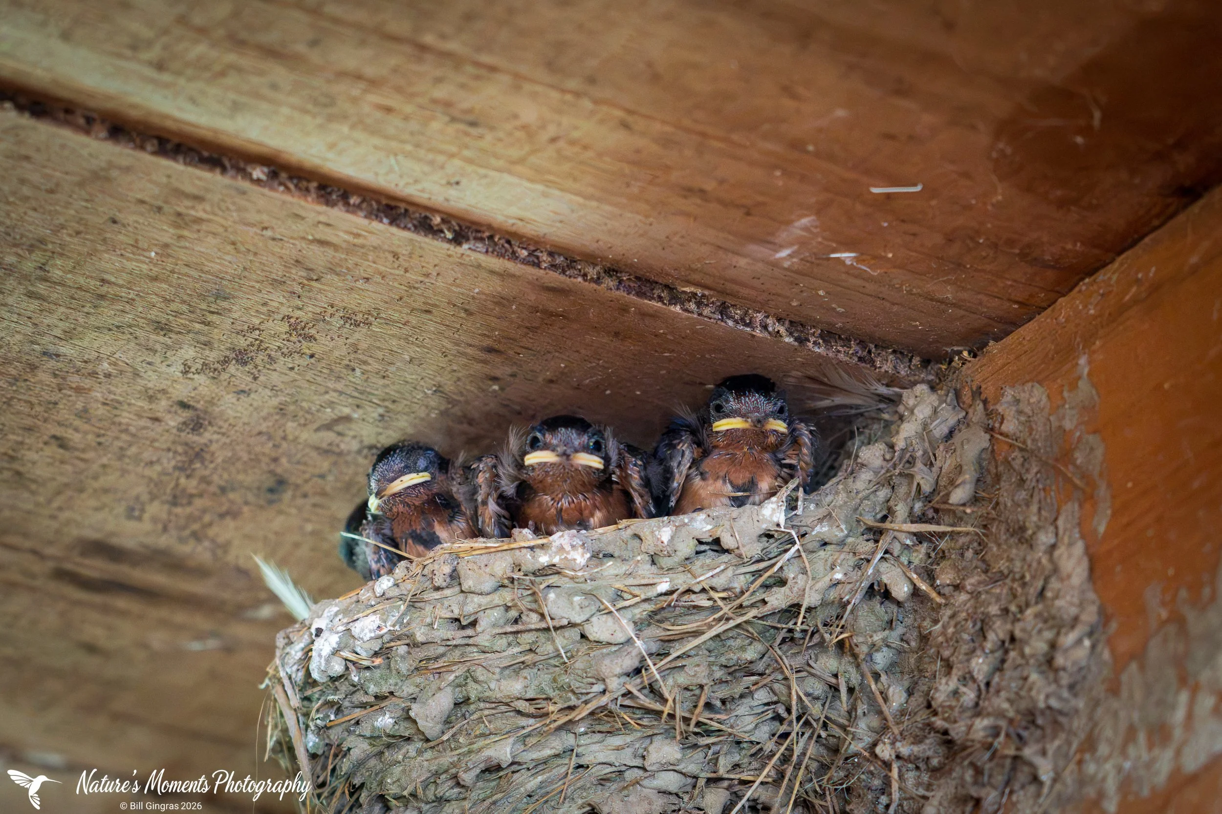 2026-07-31 Birdd Barn Swallow Chicks Sunflower Fields Lee NH-1.jpg