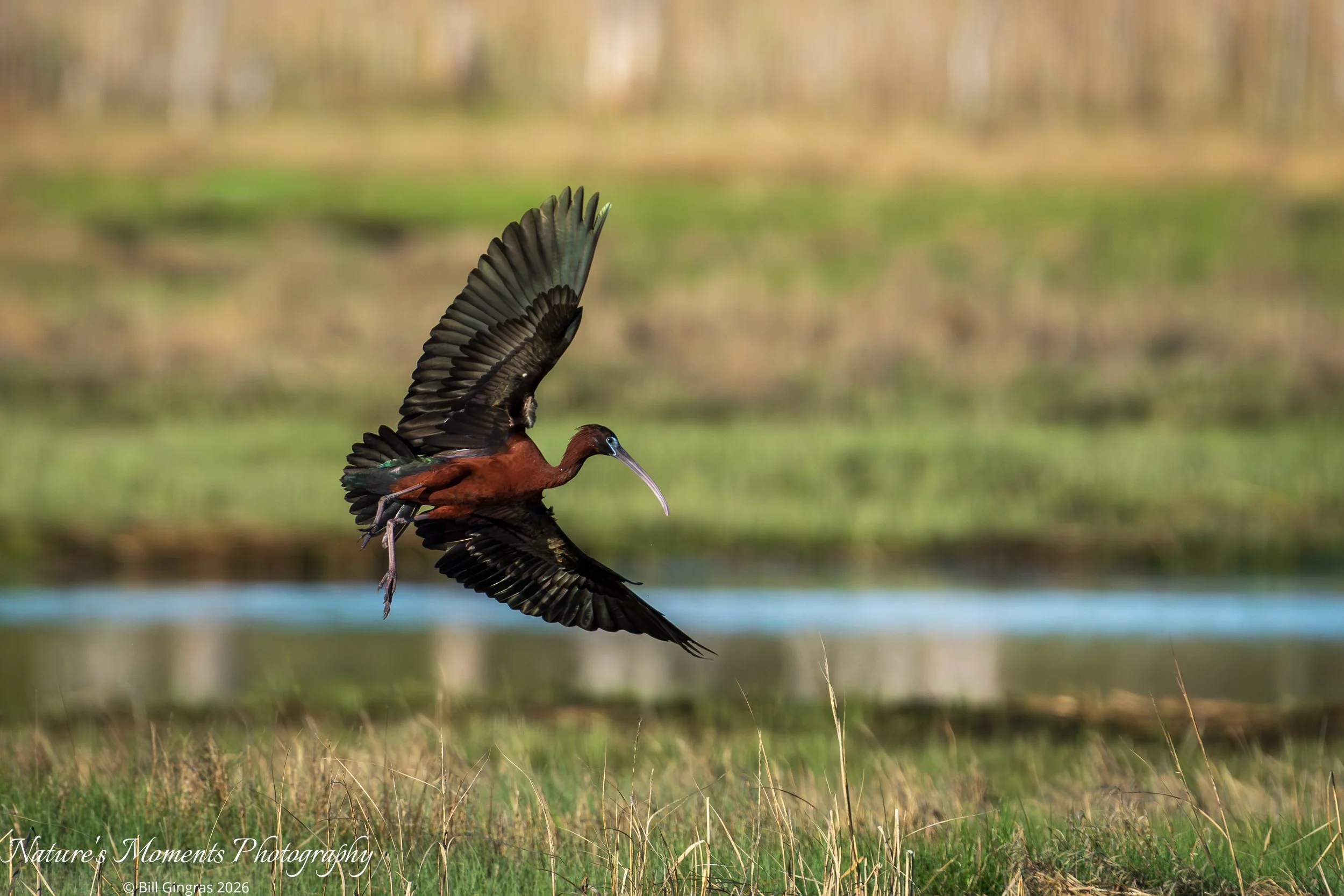 2026-05-22 Birds Wading Birds Glossy Ibis Scarborough Marsh ME-1.jpg