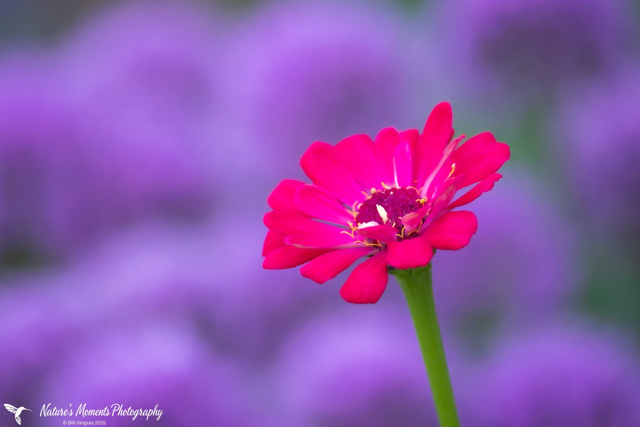 2026-08-14 Landscapes Flowers Community Garden OOb ME-1.jpg