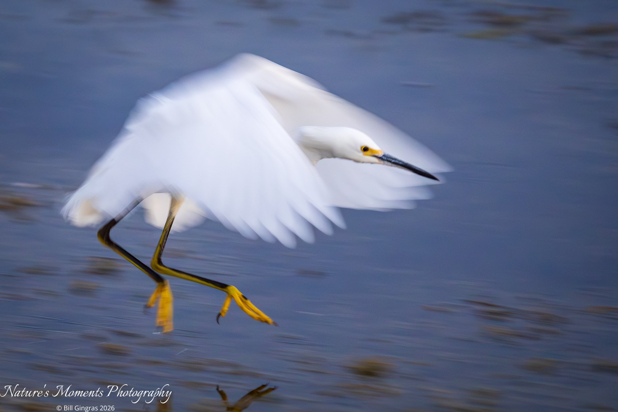 2026-01-22 Birds Wading Birds Egret Apopka FL-1.jpg