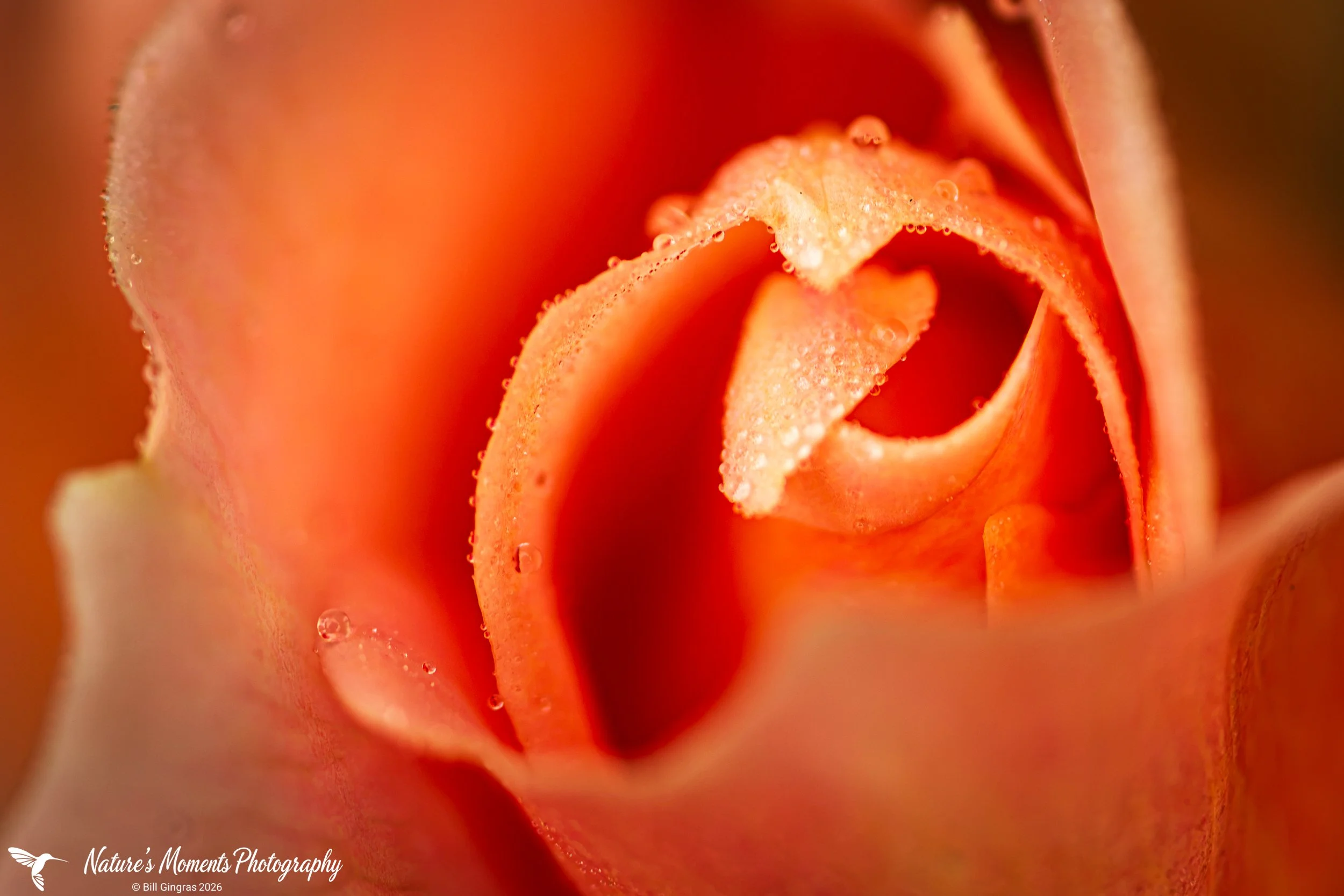 2026-08-19 Landscapes Flowers Community Garden OOB ME-1.jpg