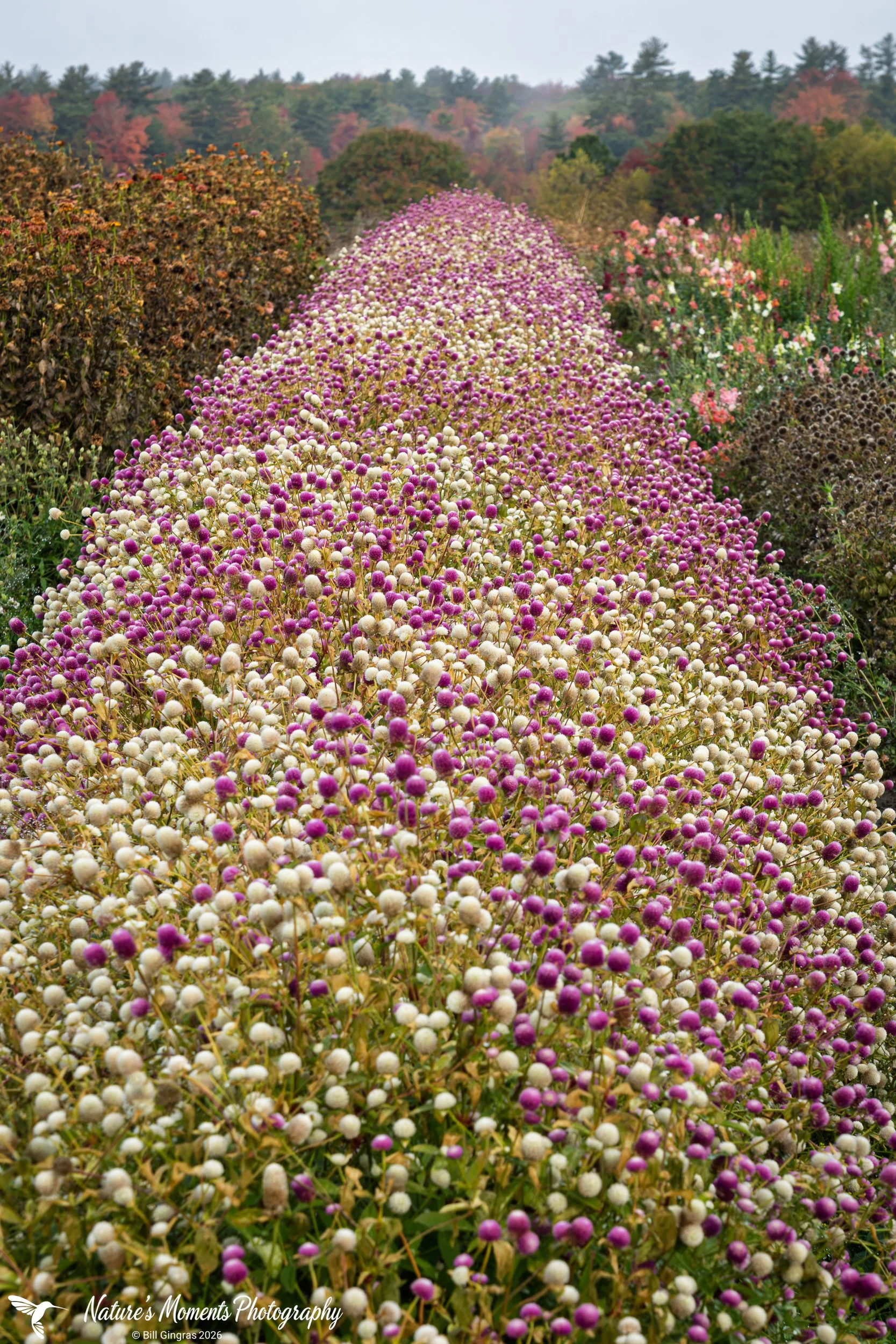 2026-10-12 Landscapes Fall Late Flowers -1.jpg