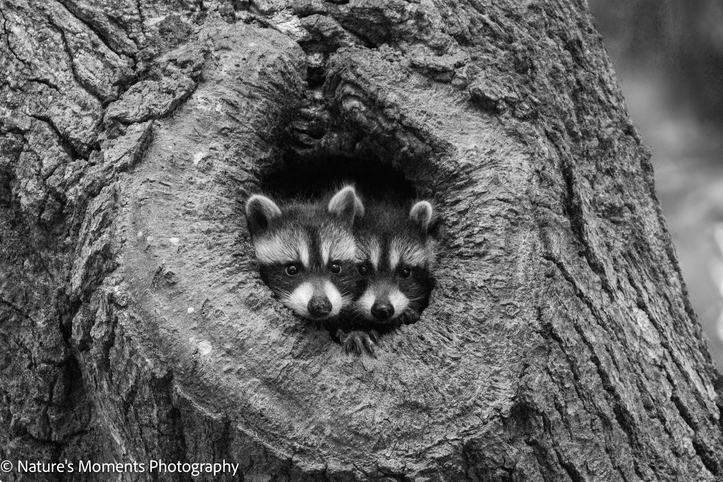 2024-06-09 Wildlife Raccoons B and W-1.jpg