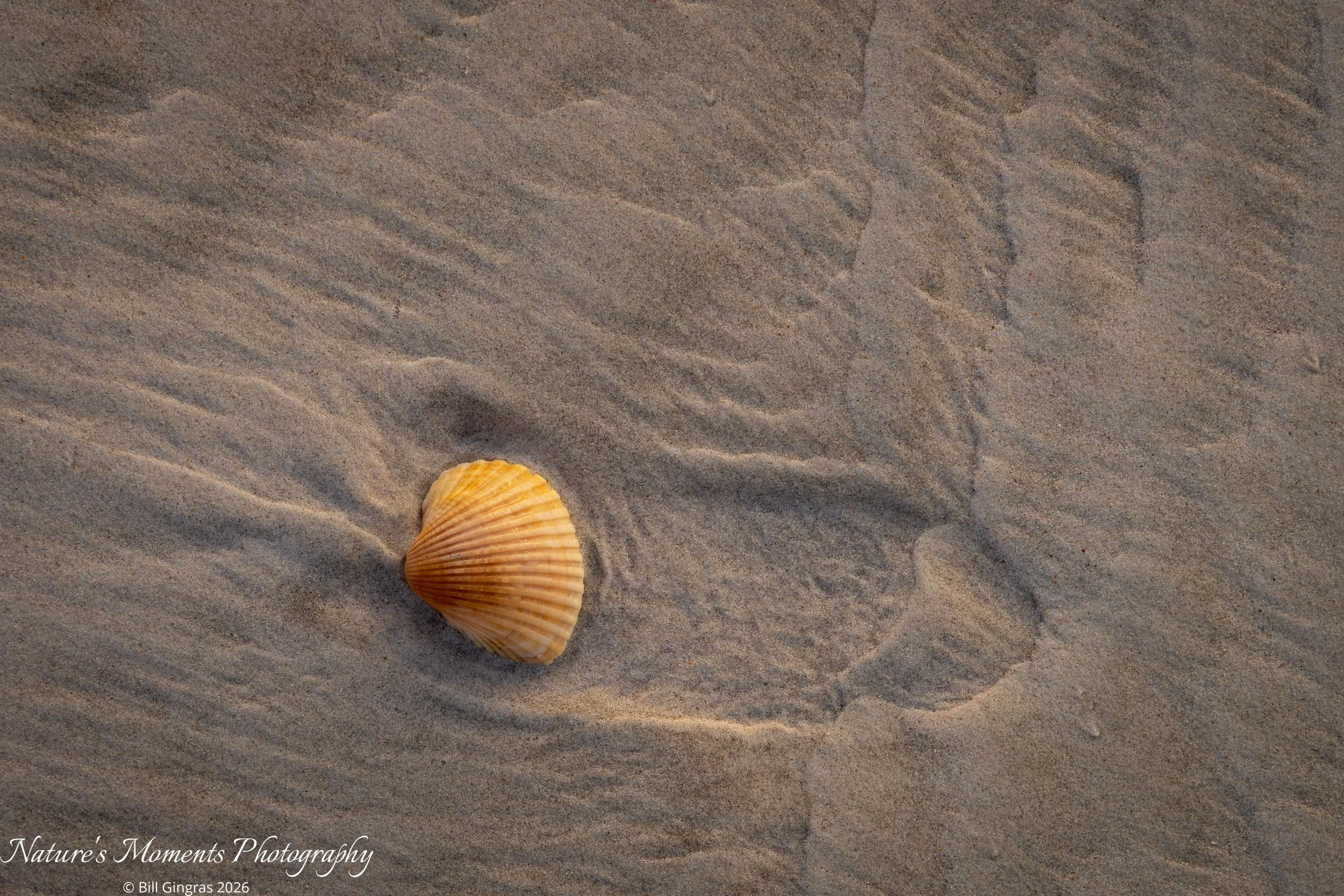 2026-03-22 Landscapes Coastal NSB FL-1.jpg