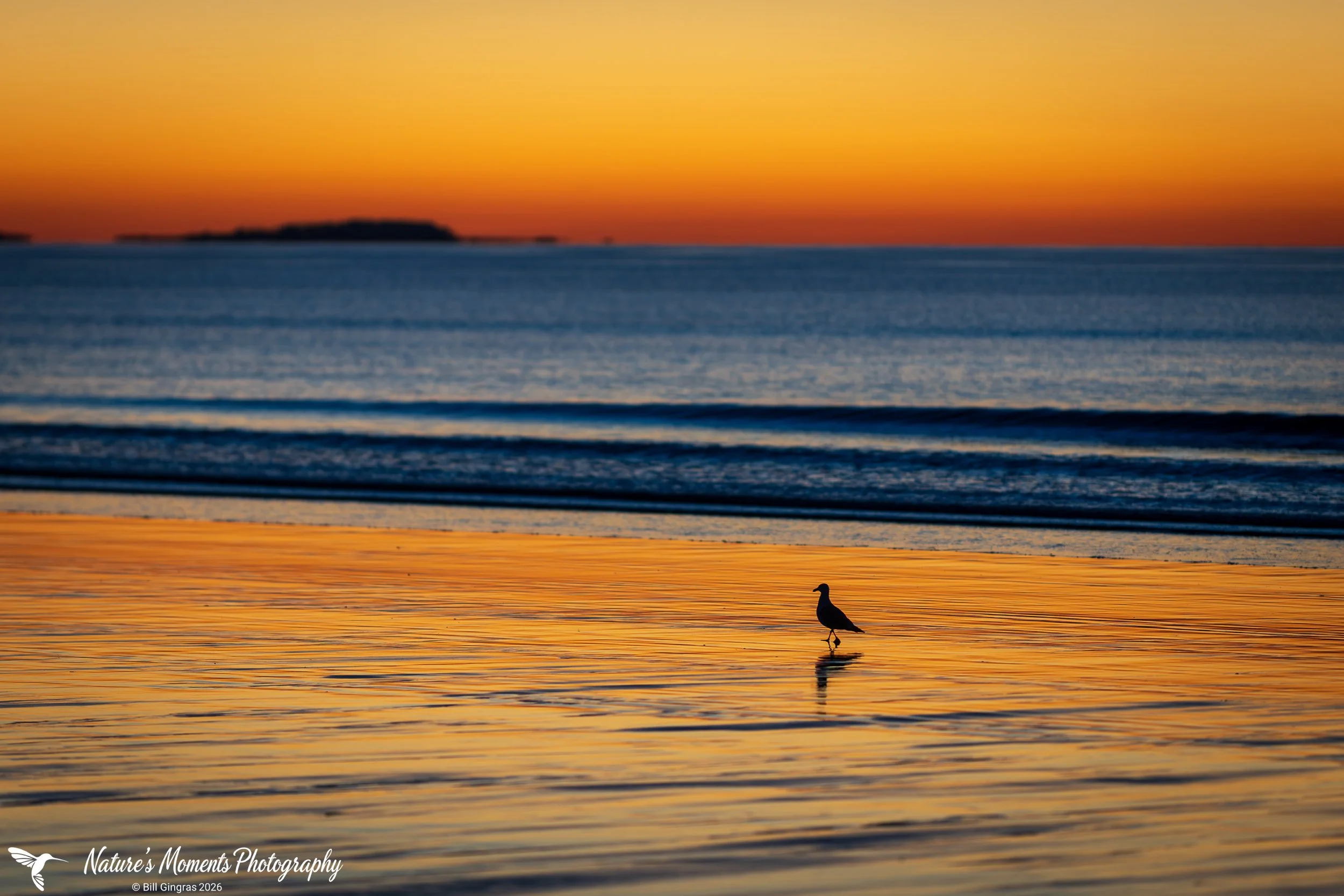 2026-08-31 Landscapes Sunscapes Bird Small in the Frame OOB ME-1.jpg