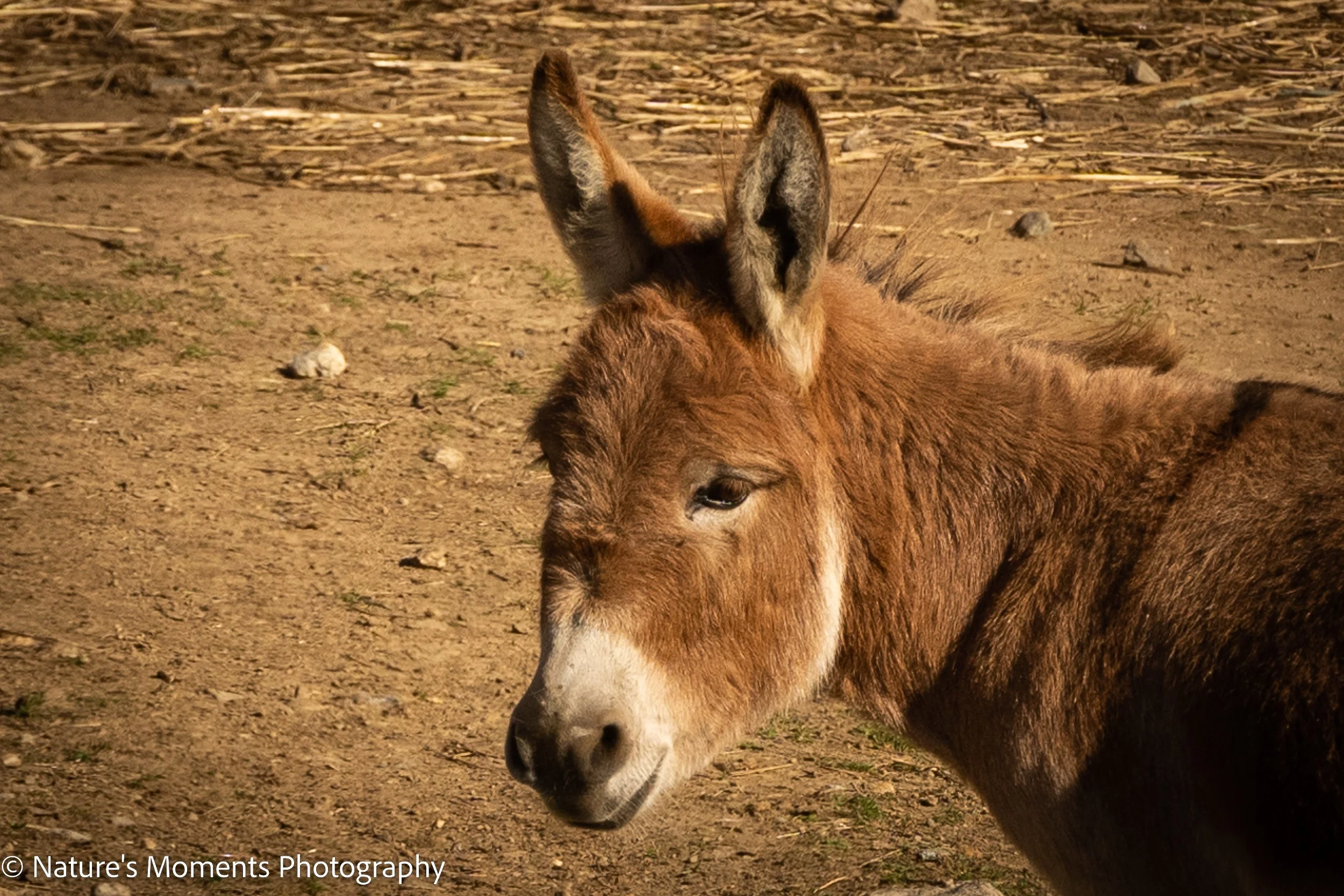2022-10-22-Mammals-2.jpg