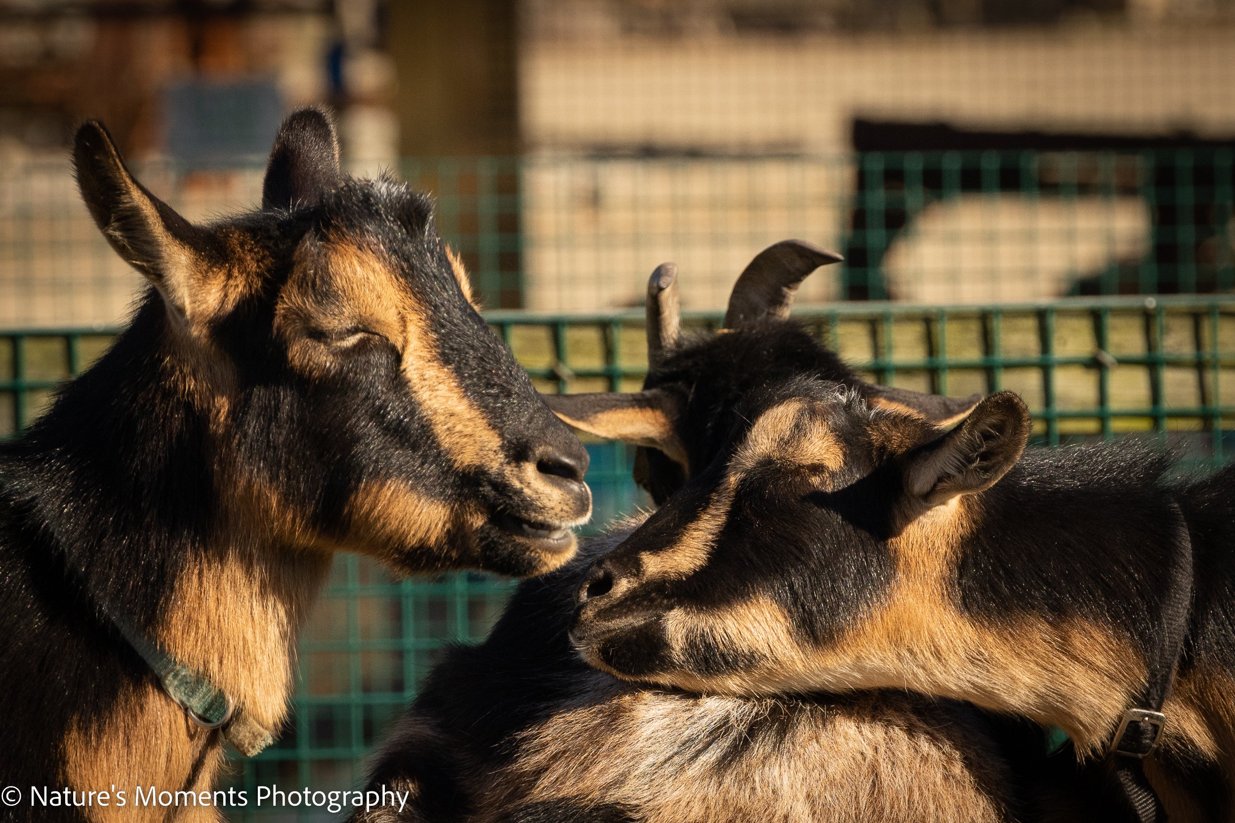 2022-10-22-Mammals-1.jpg