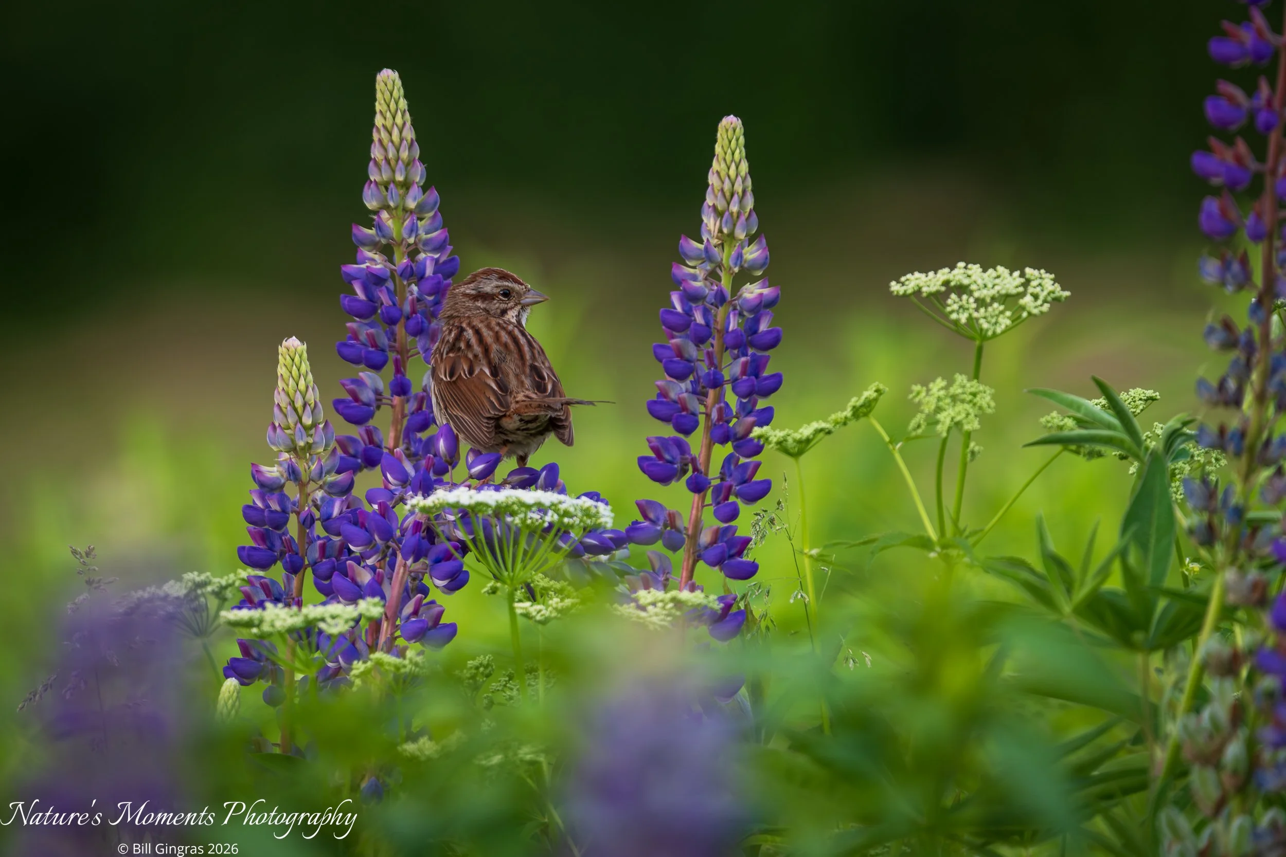 2026-06-05 Landscapes Flowers Lupine with Sparrow-1.jpg