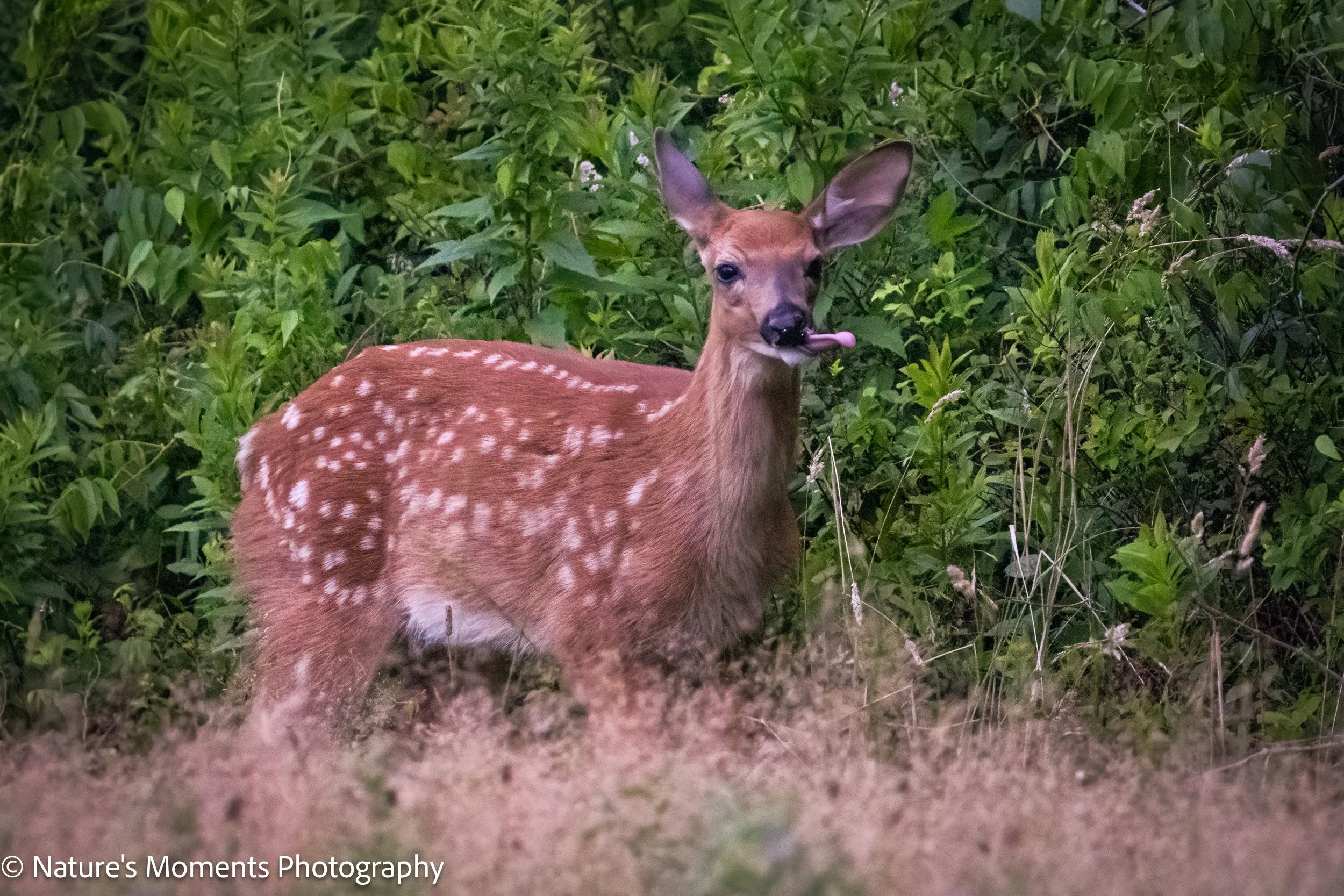 2023-08-03 Wildlife Deer-1.jpg