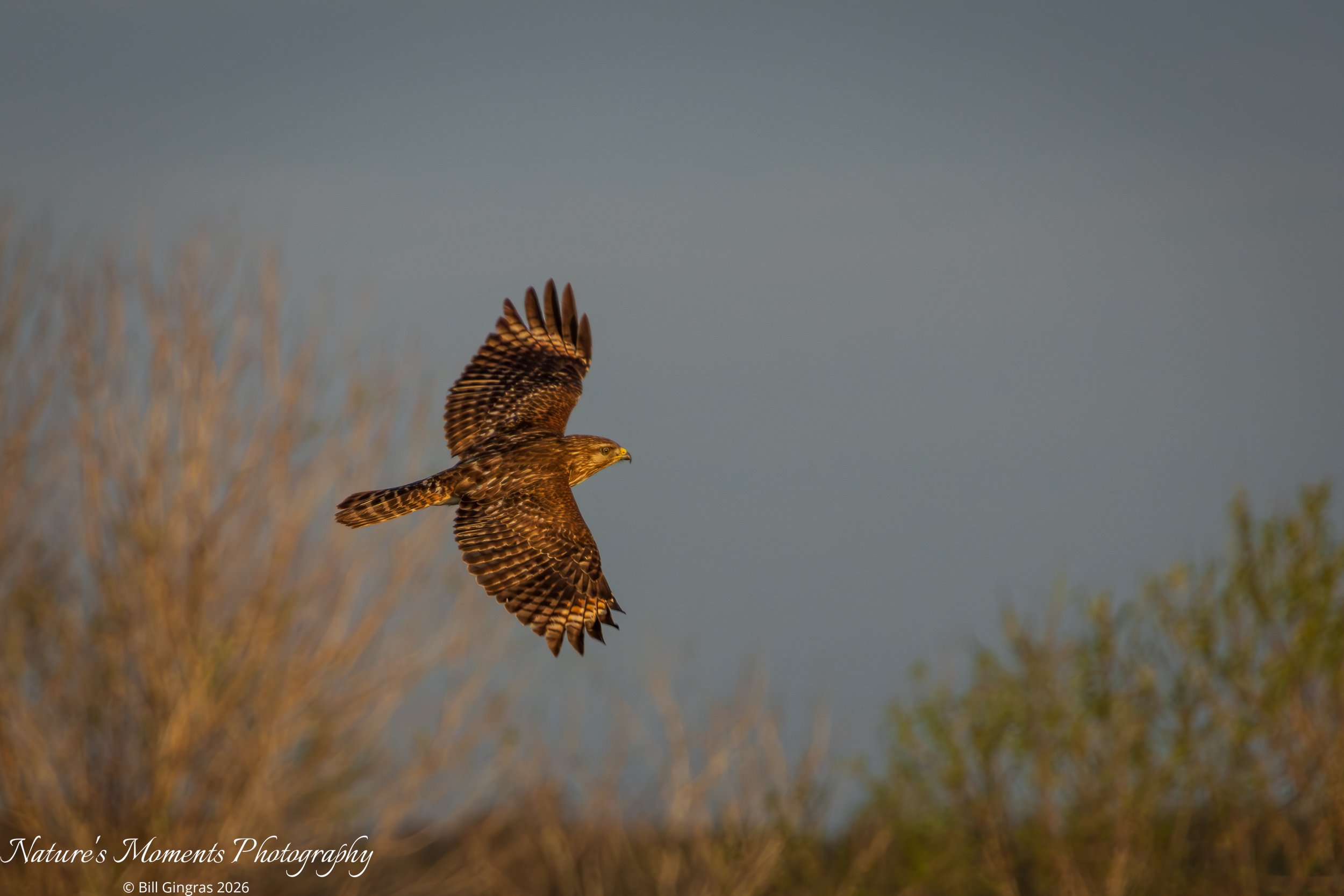 2026-01-11 Birds Birds of Prey Hawk FL-1.jpg
